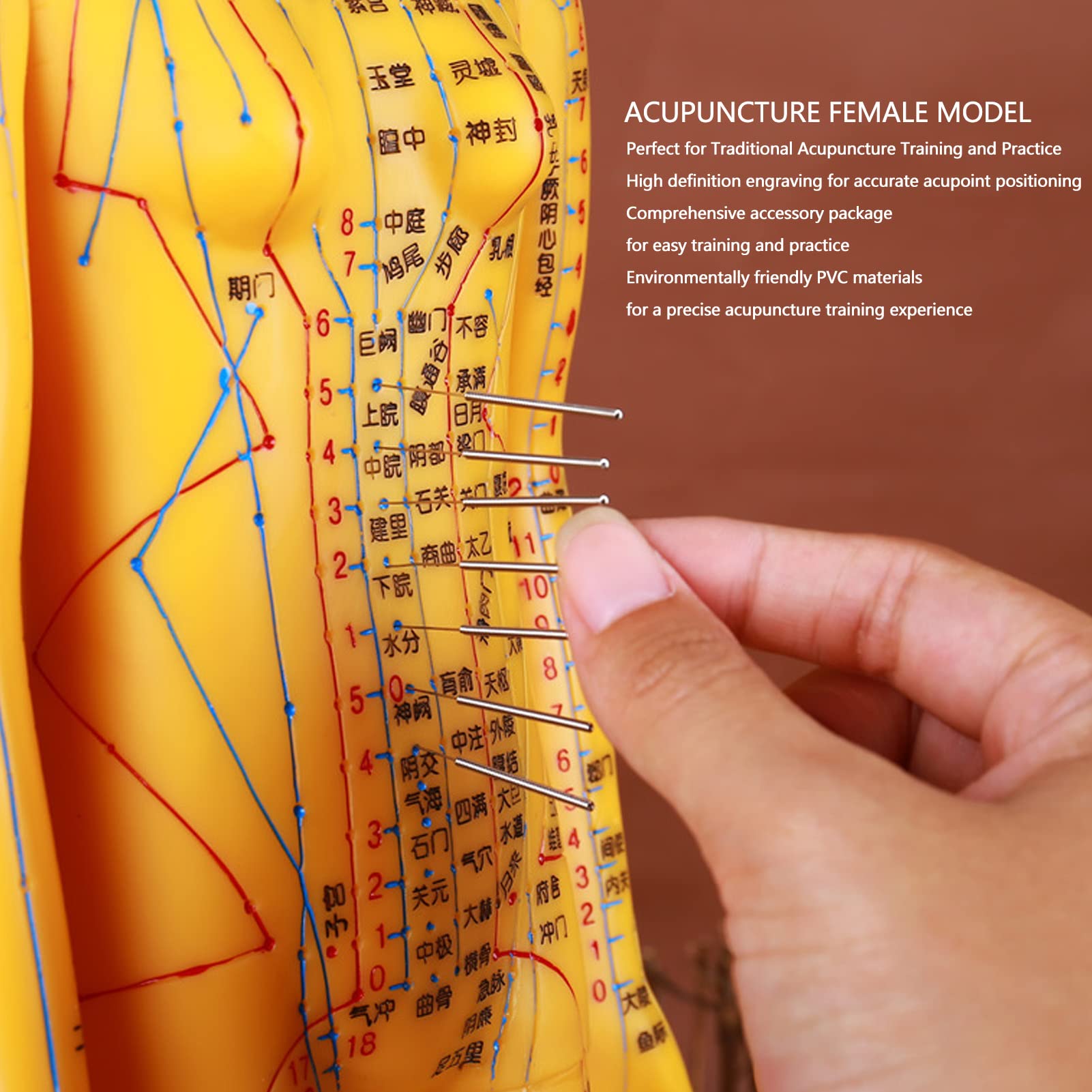 Dioche acupuncture model torso closeup meridians highlights precise point mapping for students