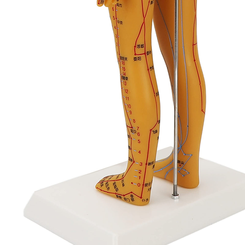 Dioche acupuncture model with wall charts aids comprehensive meridian study and teaching visuals