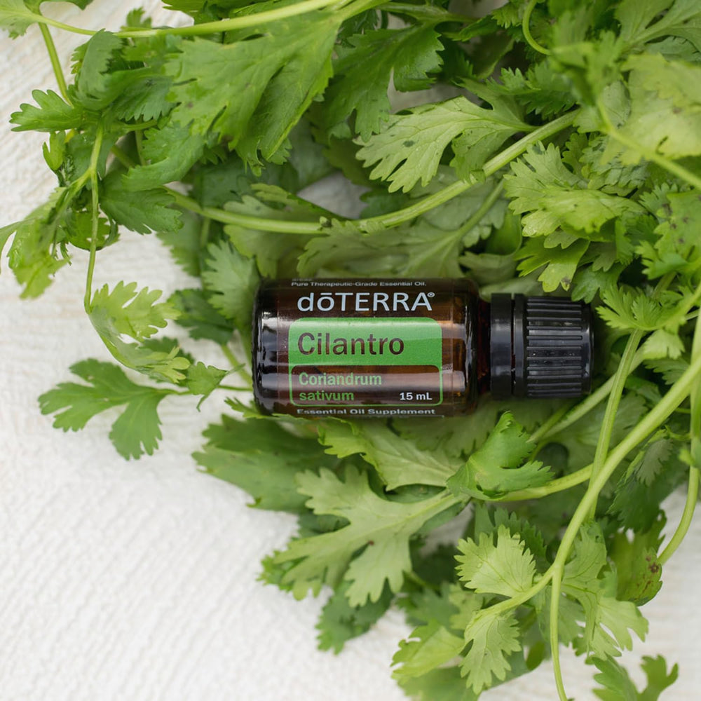 doTERRA Cilantro oil used to elevate salads and dips with bright flavor.