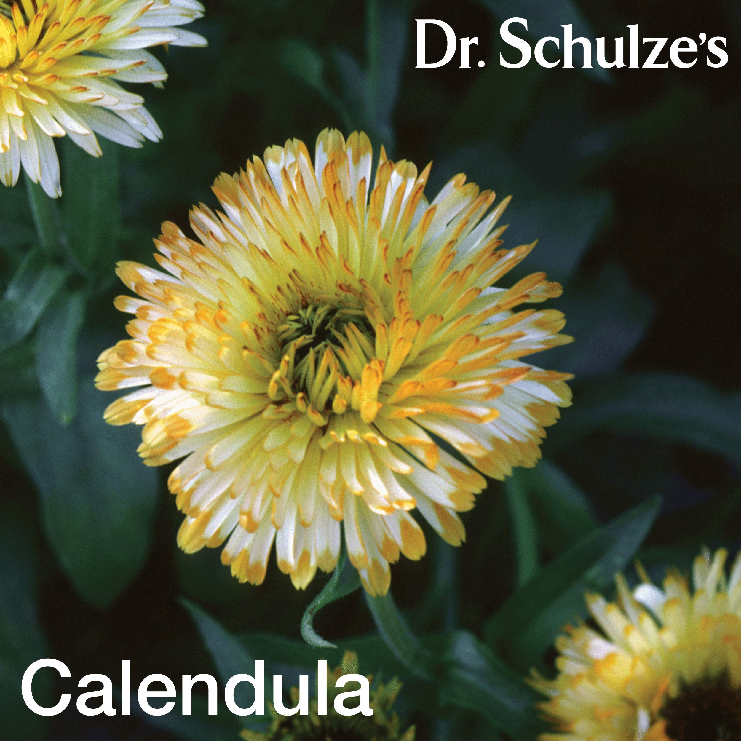 Dr. Schulze's Deep Tissue Oil bottle highlights wintergreen and menthol for cooling warmth.