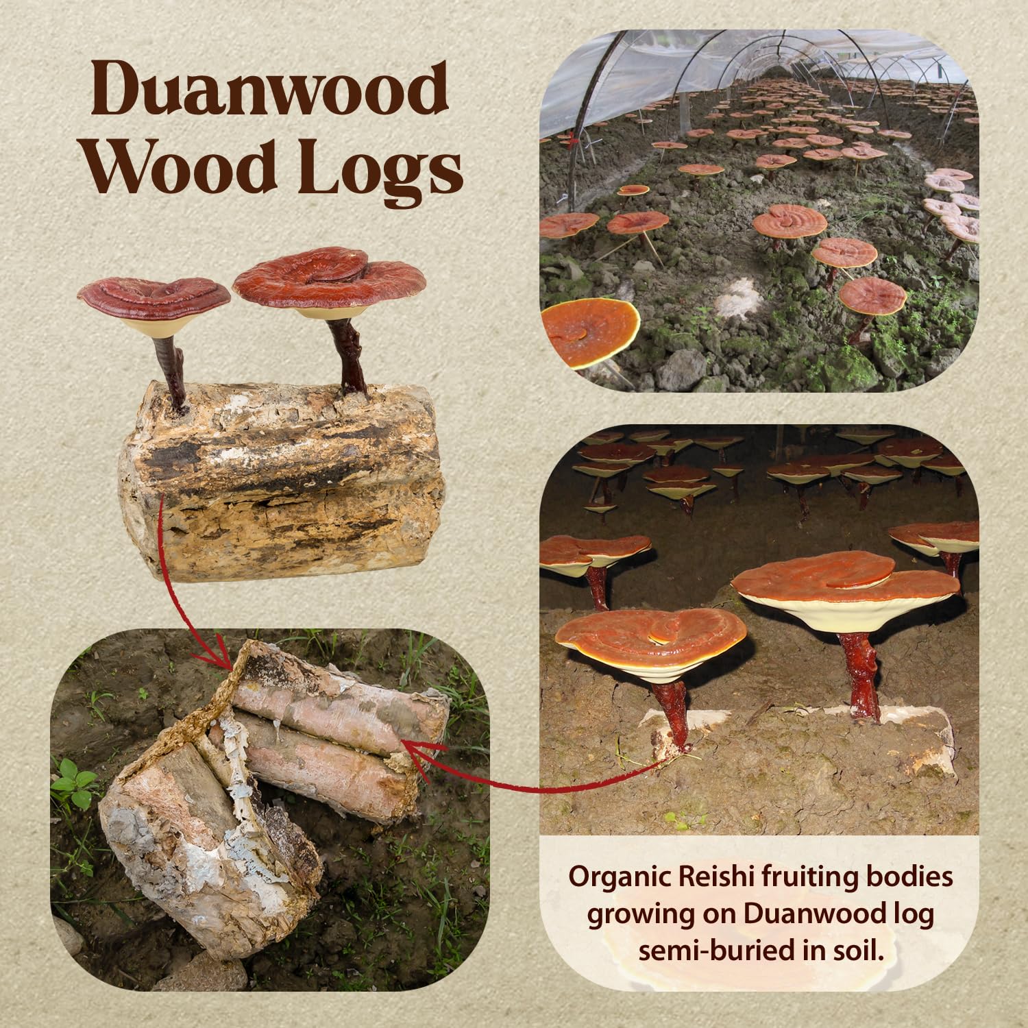 Dragon Herbs Duanwood Reishi Drops coffee drop-in for quick boost