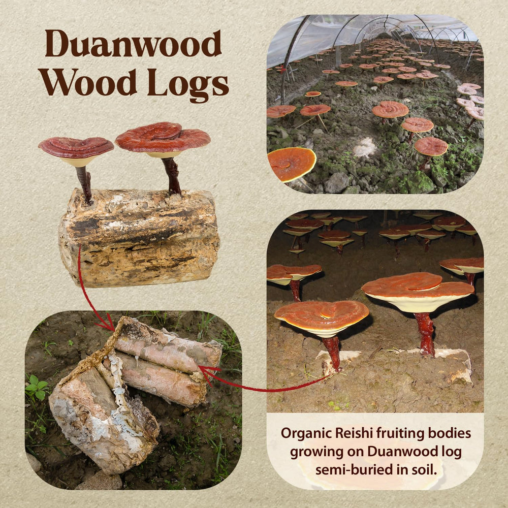 Dragon Herbs Duanwood Reishi Drops coffee drop-in for quick boost