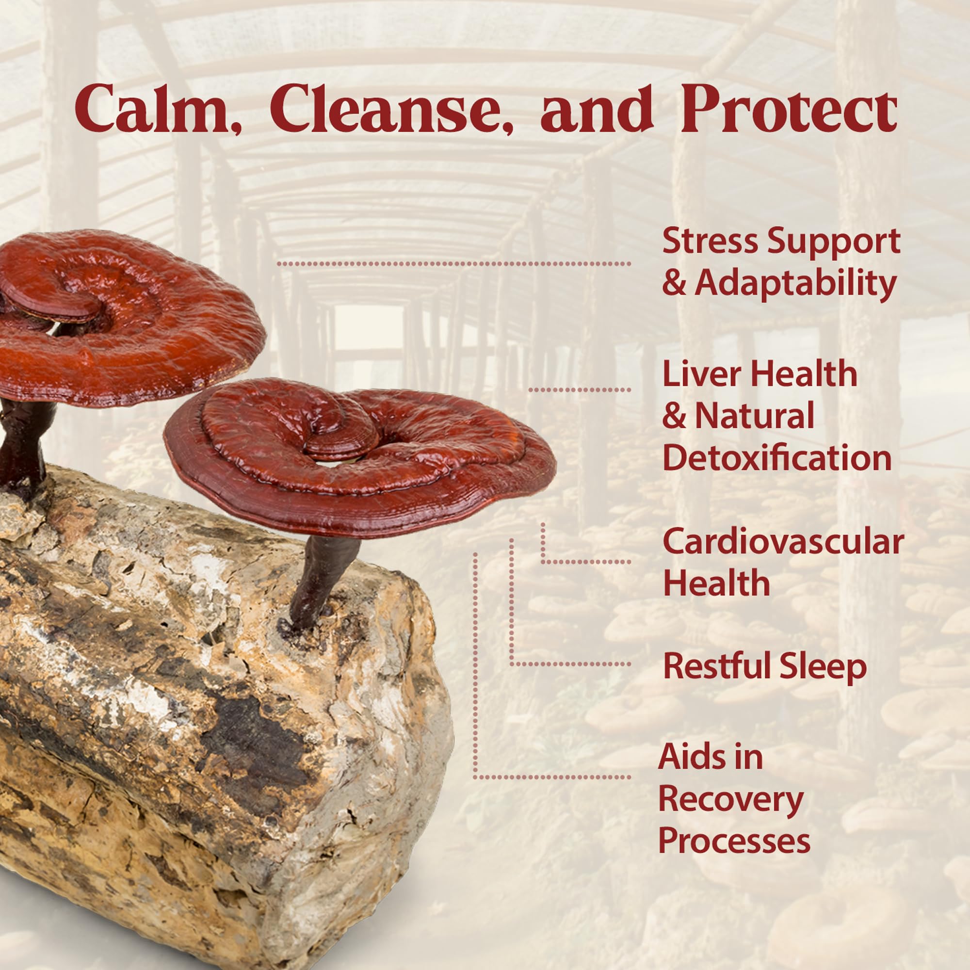 Dragon Herbs Duanwood Reishi Drops triple extraction note emphasizes full spectrum