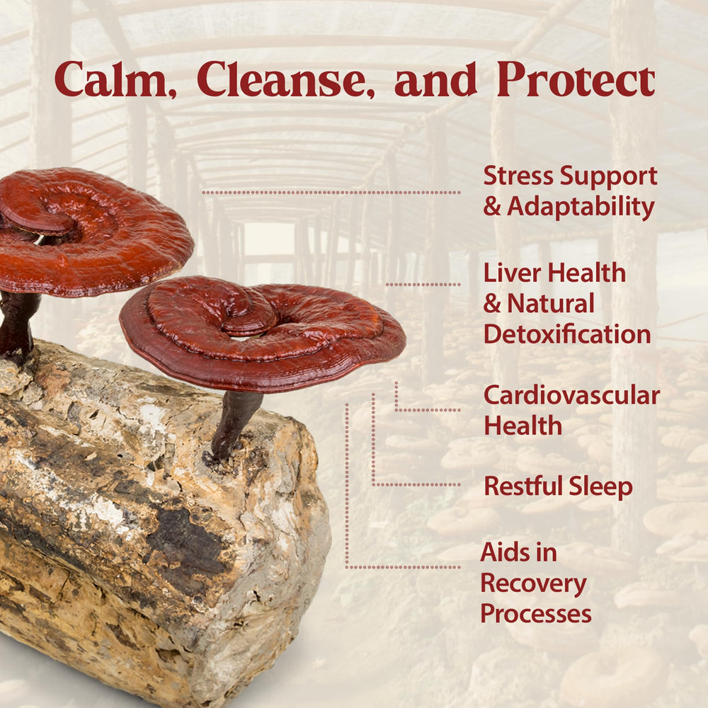 Dragon Herbs Duanwood Reishi Drops triple extraction note emphasizes full spectrum