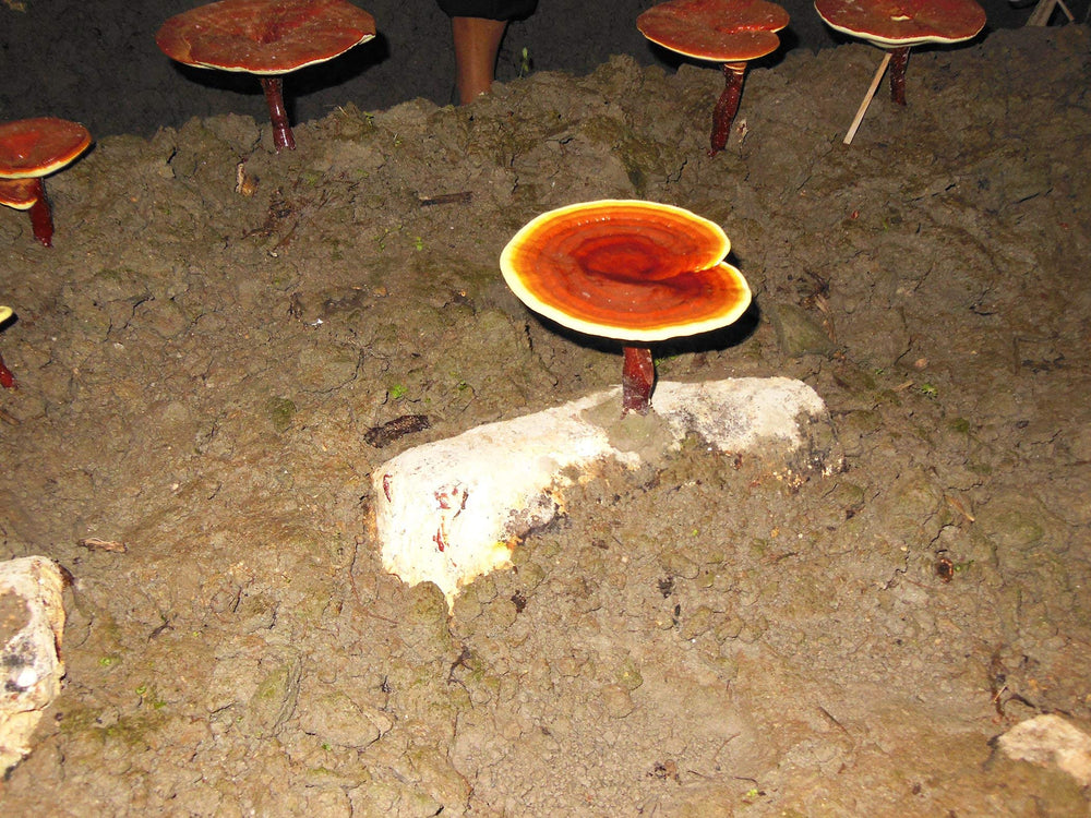 Nutrition panel highlights triterpenes in Dragon Herbs Reishi Oil.
