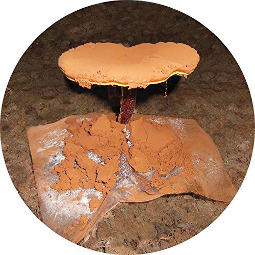Dragon Herbs Reishi Spore Oil softgels in hand for daily ritual.