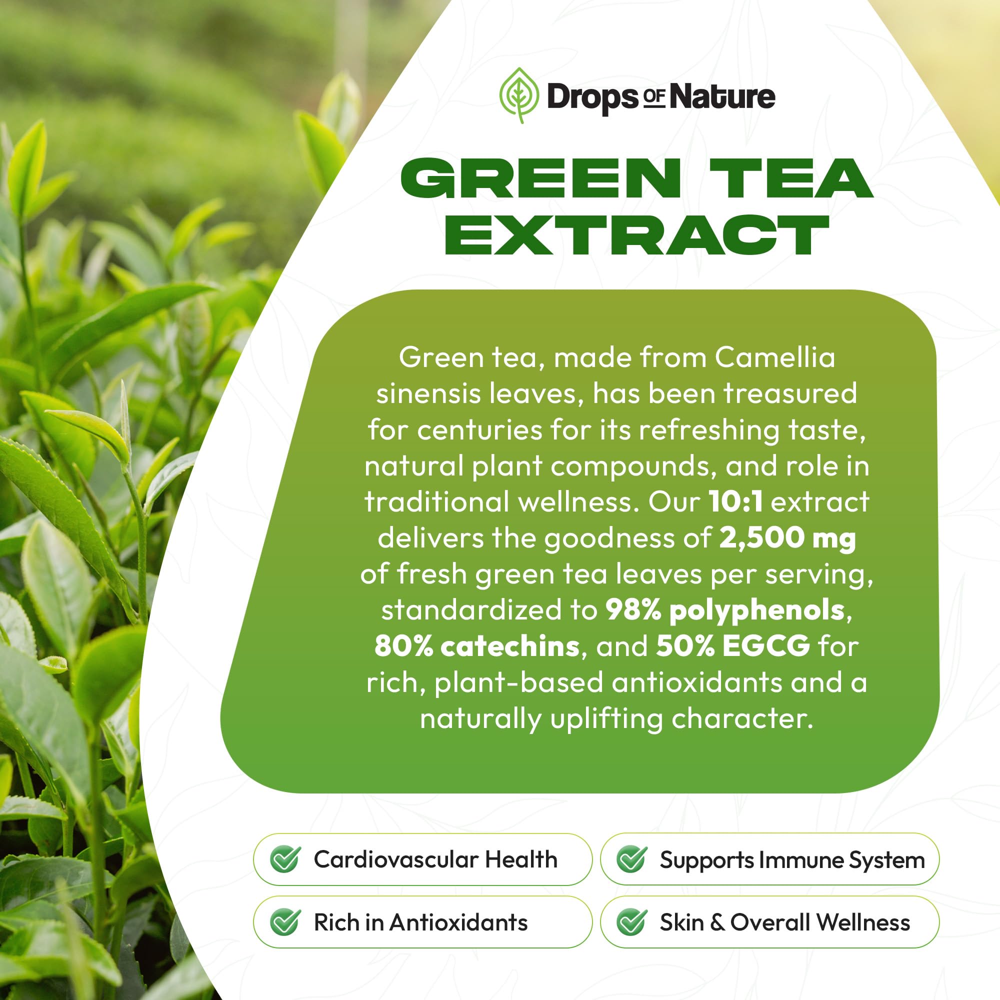 Drops Of Nature Green Tea 10:1 Extract in-use drops demonstrating convenient daily ritual.