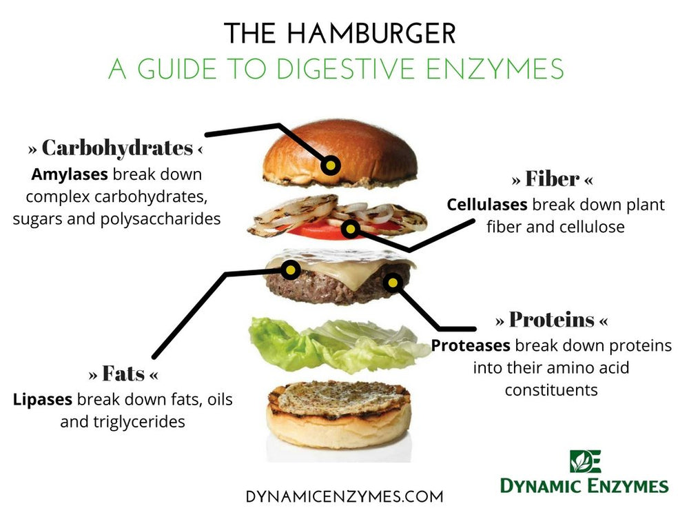 Dynamic Enzymes Eat E-Z capsules in hand for daily digestive support.