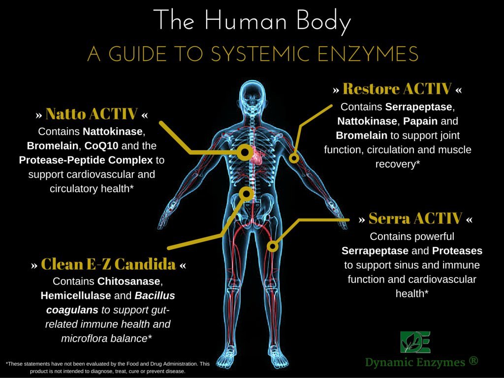 Dynamic Enzymes Restore ACTIV acid-resistant polymer detail supporting enzyme delivery through stomach acid.