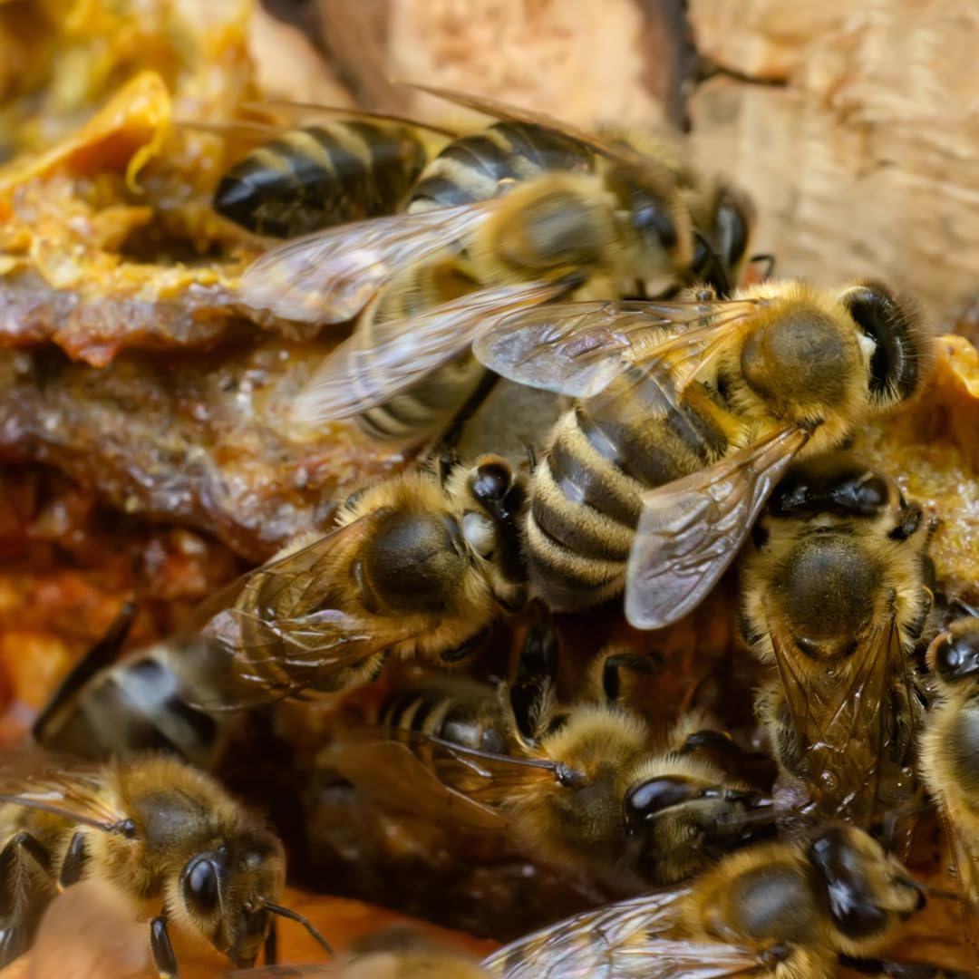 Earthborn Elements Bee Propolis bottle indicates a 100-day supply