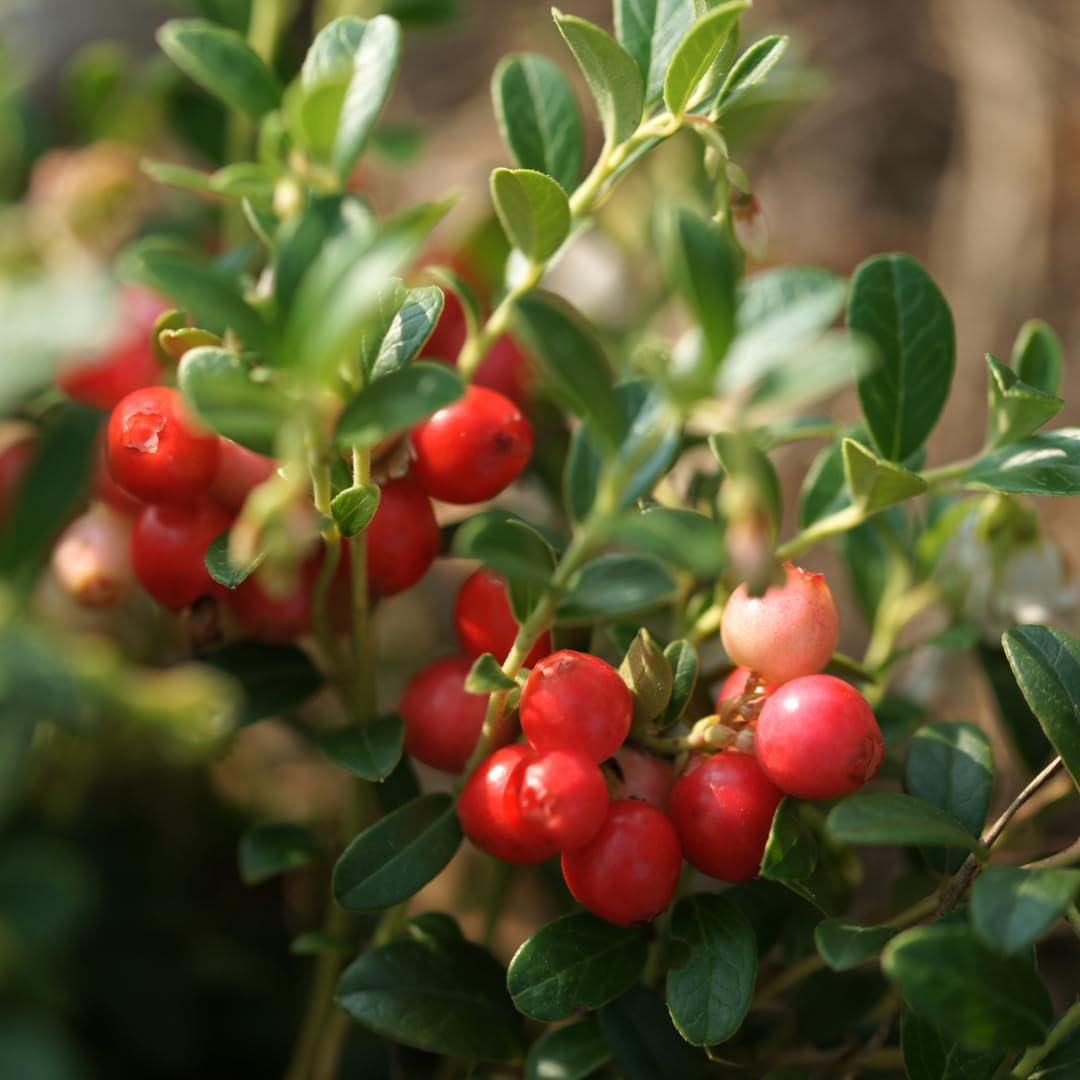 Earthborn Elements Cranberry Extract produced in the USA for quality and trust.