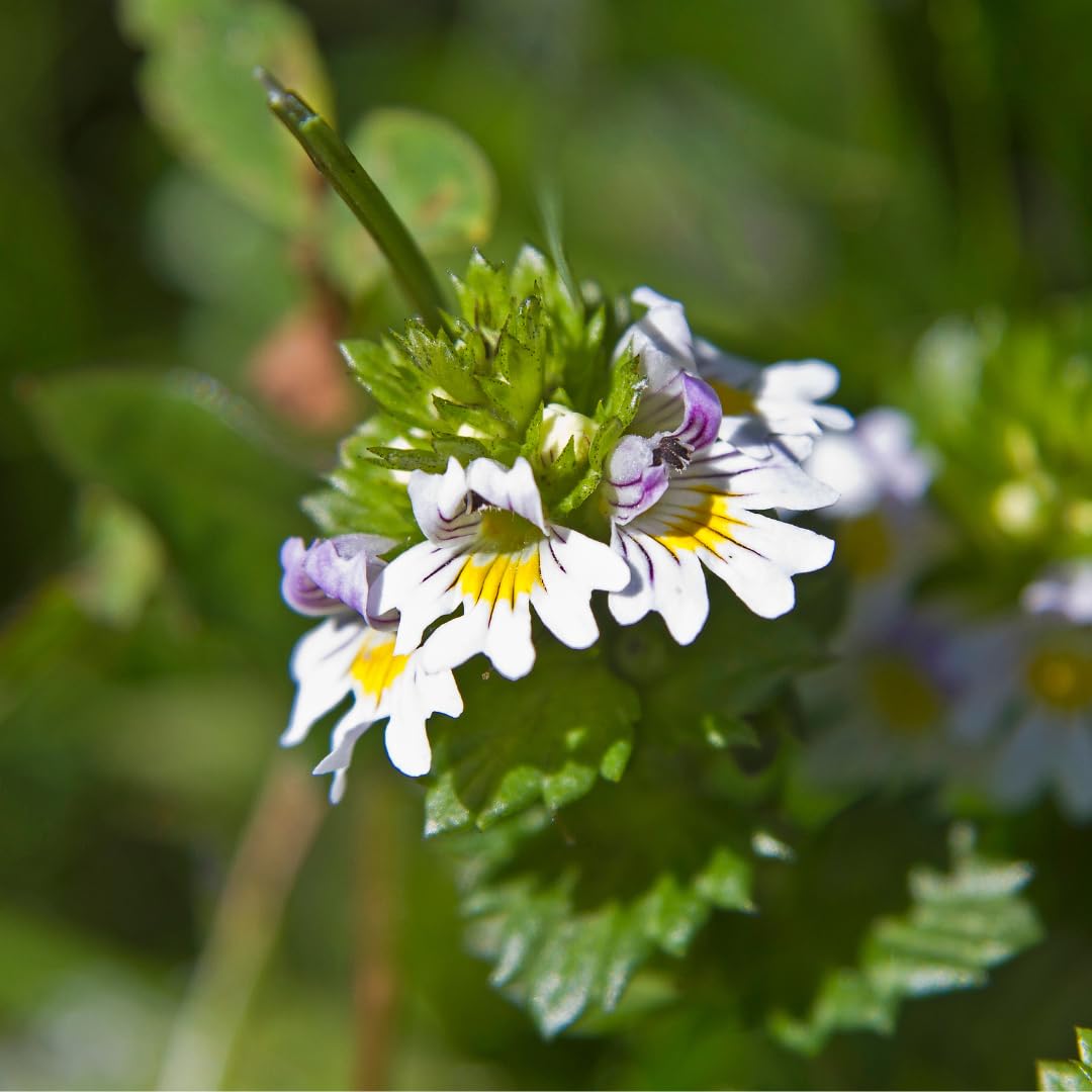 Earthborn Elements Eyebright USA encapsulation, manufactured in the USA for quality control.