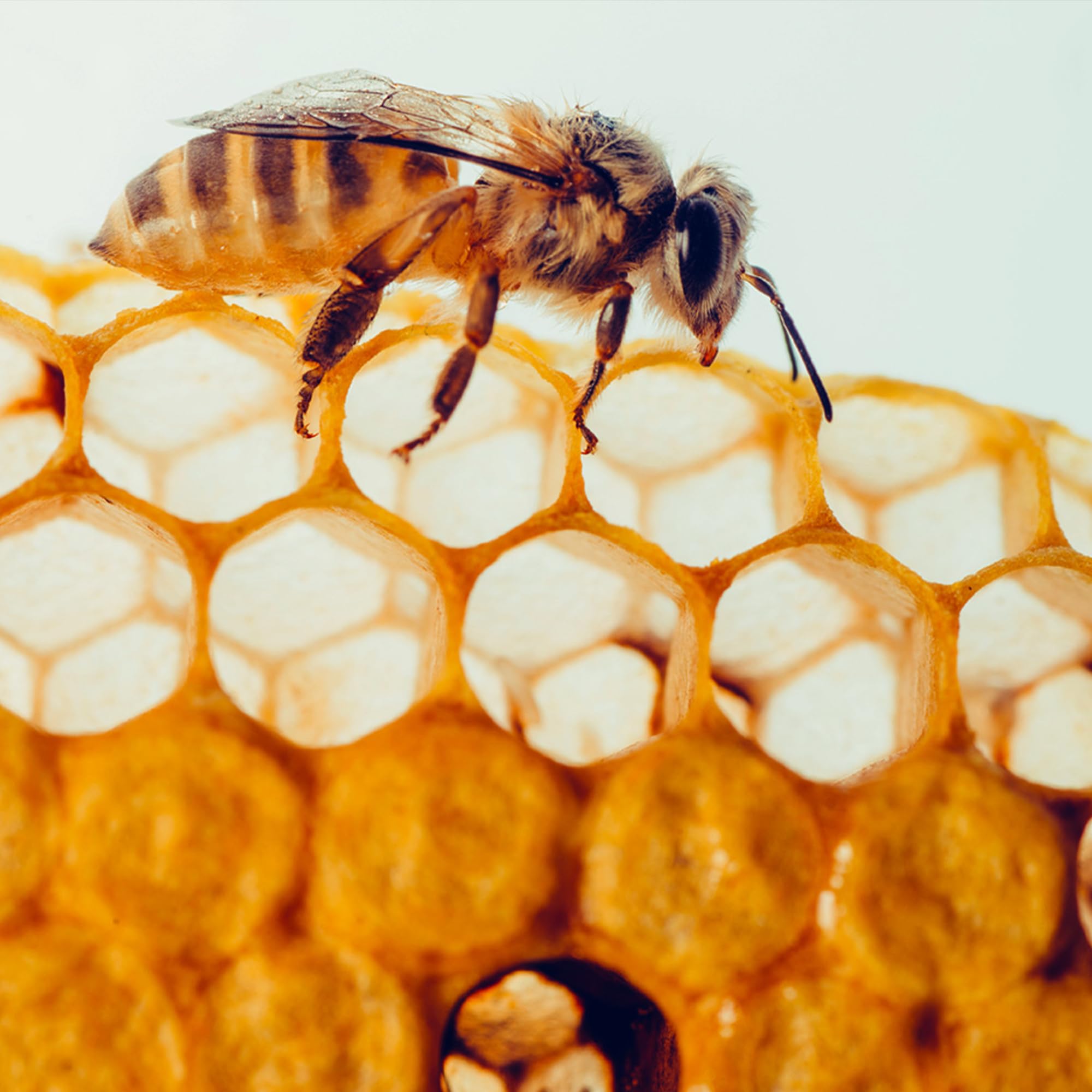 Earthborn Elements Bee Propolis gluten-free and non-GMO certification icon
