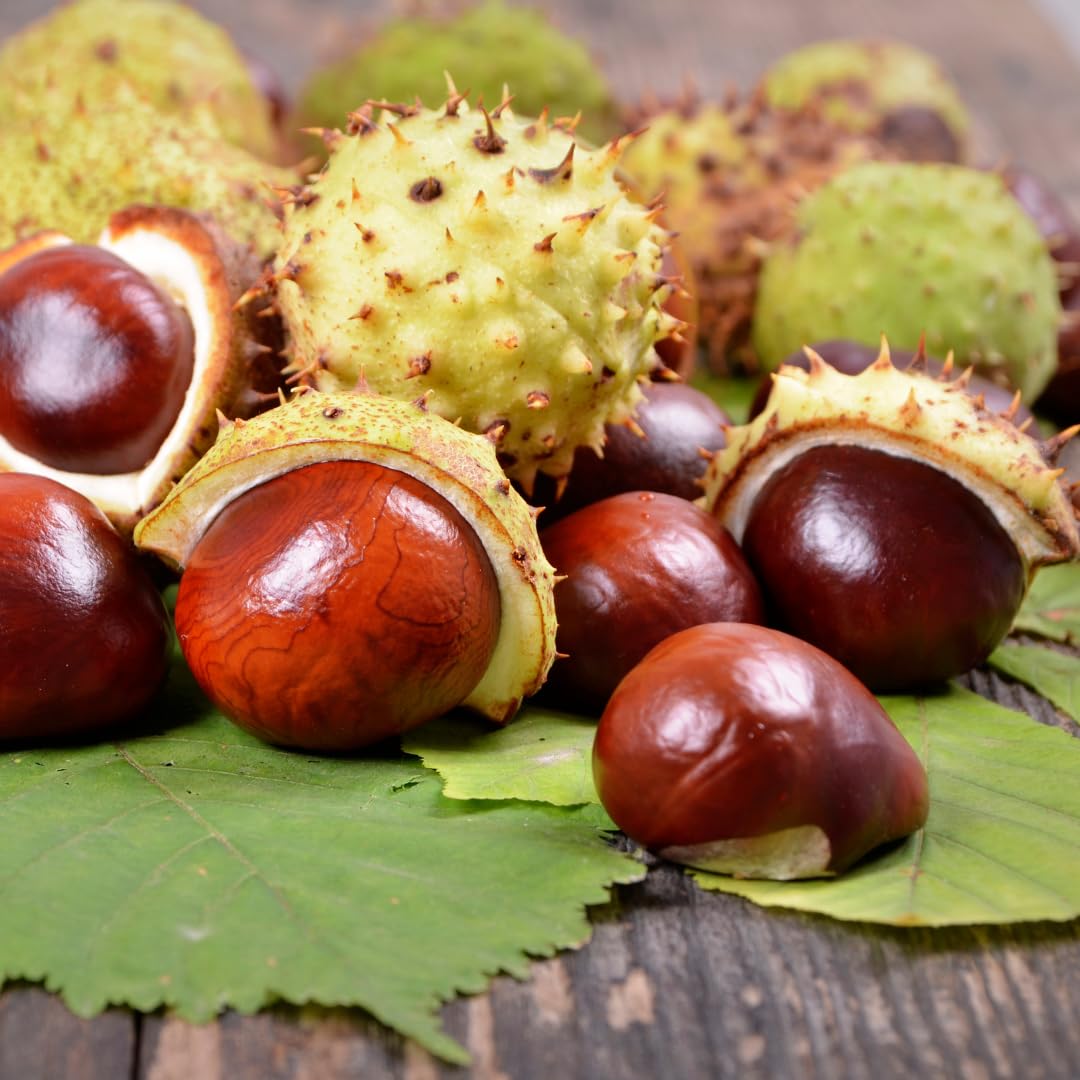 Earthborn Elements Horse Chestnut packaging shows two-pack value.