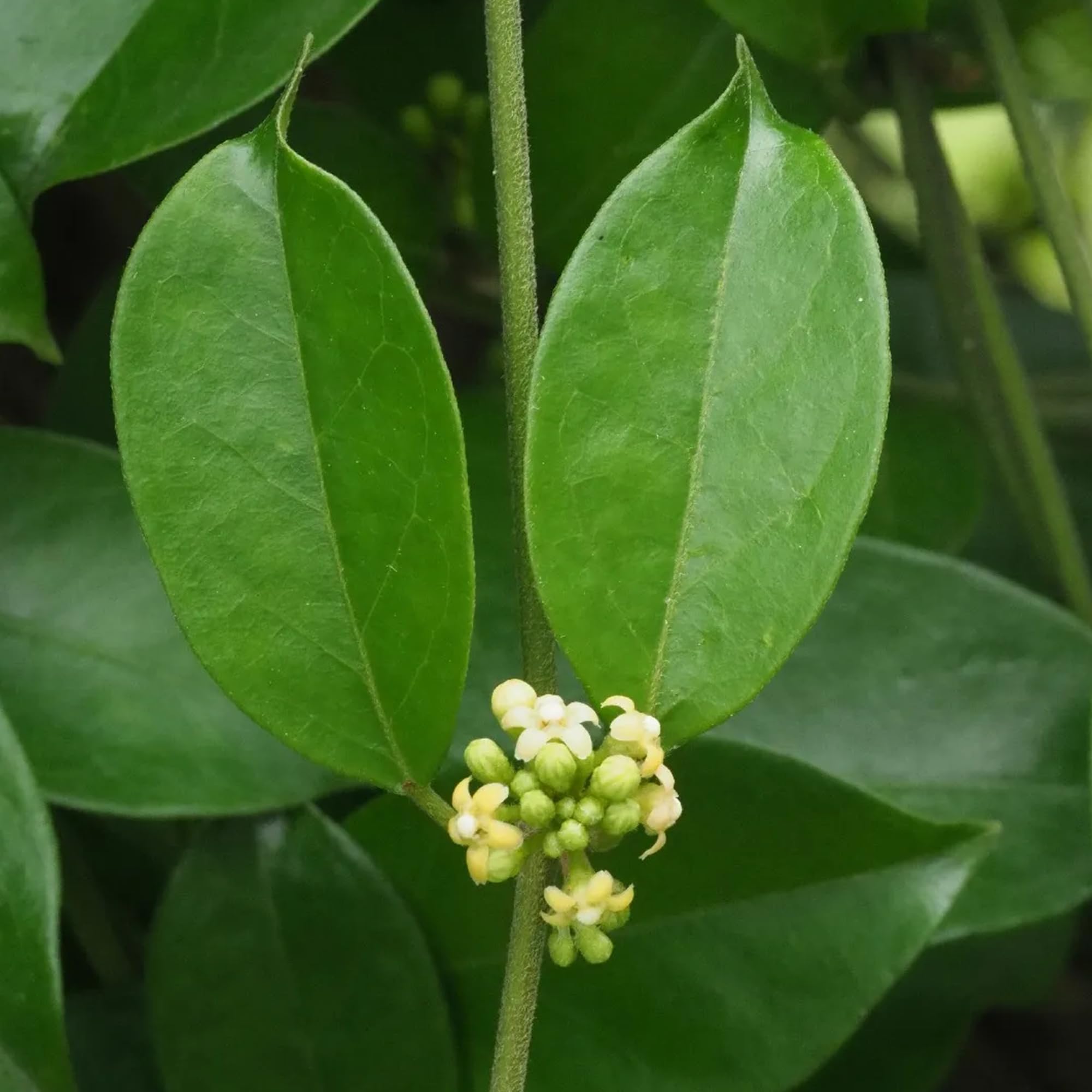 Earthborn Elements Gymnema Sylvestre native regions include India, Africa, and Australia.