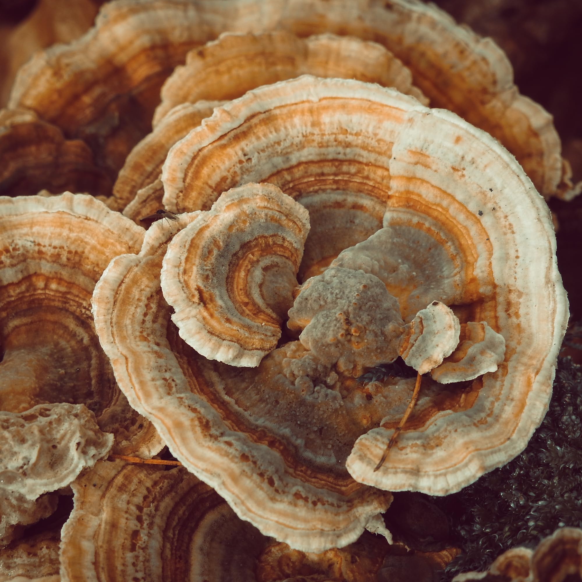 Earthborn Elements Turkey Tail Mushroom bottle on a wooden surface.