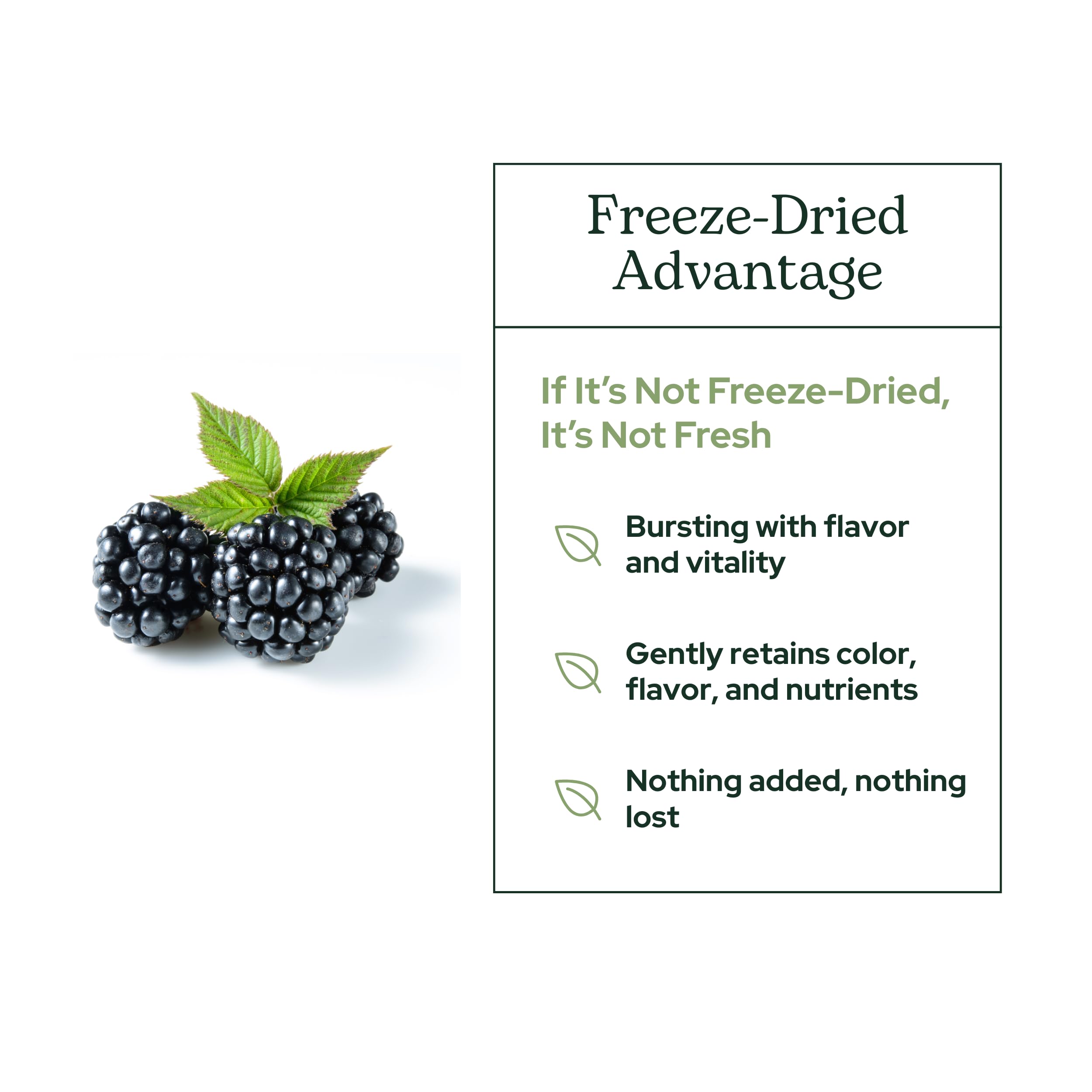 Eclectic Institute Blackberry Powder label highlighting vegan and gluten-free status.