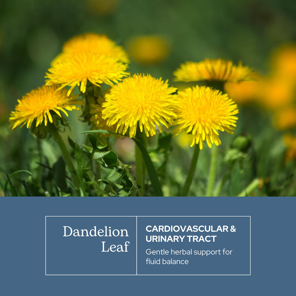 ECLECTIC INSTITUTE Dandelion Leaf Capsules closeup shows natural capsule texture.