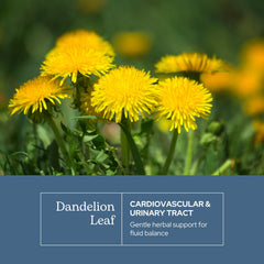 ECLECTIC INSTITUTE Dandelion Leaf Capsules closeup shows natural capsule texture.