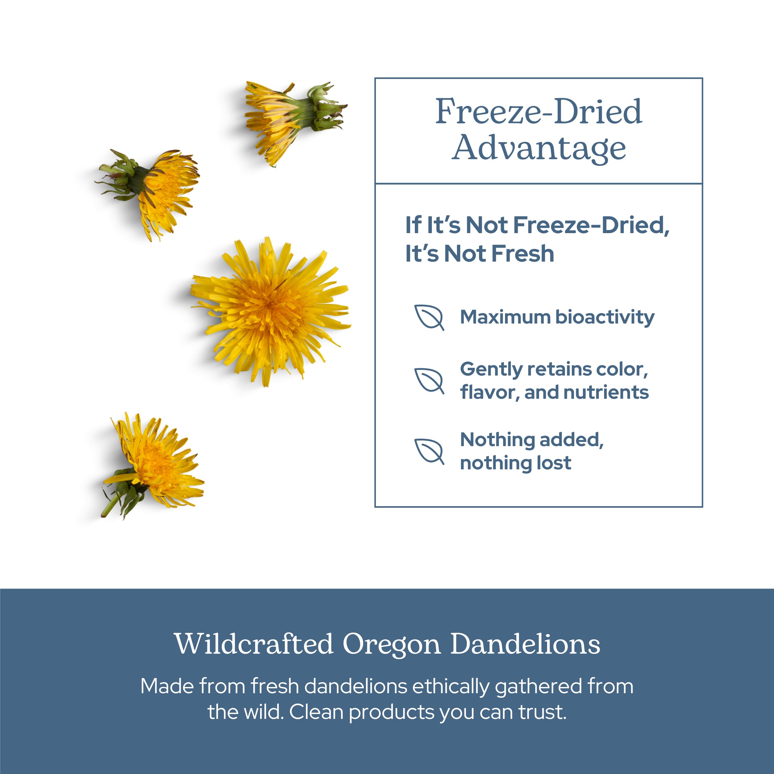 ECLECTIC INSTITUTE Dandelion Leaf Capsules on shelf for daily use.