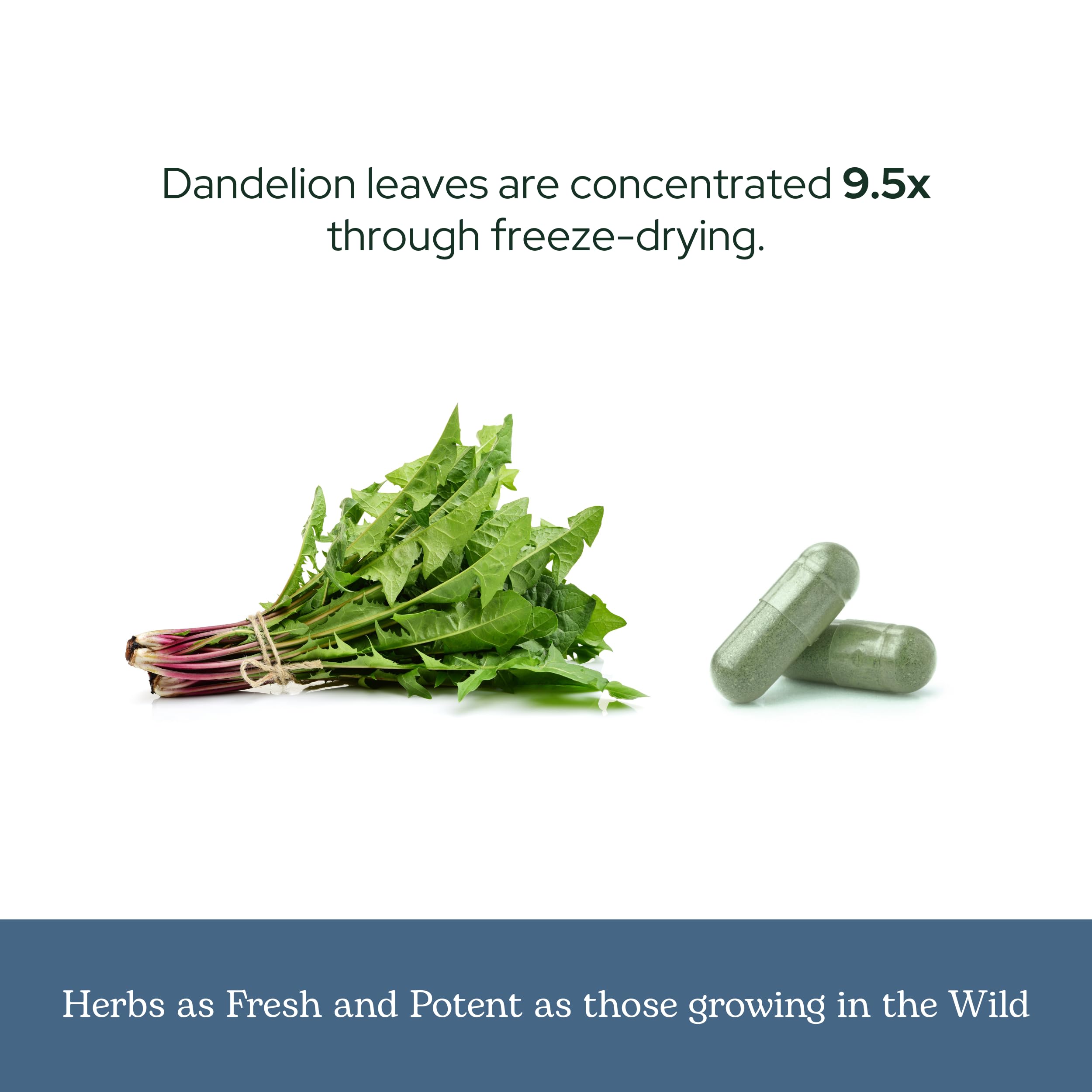 ECLECTIC INSTITUTE Dandelion Leaf Leaves closeup hints at whole herb origin.