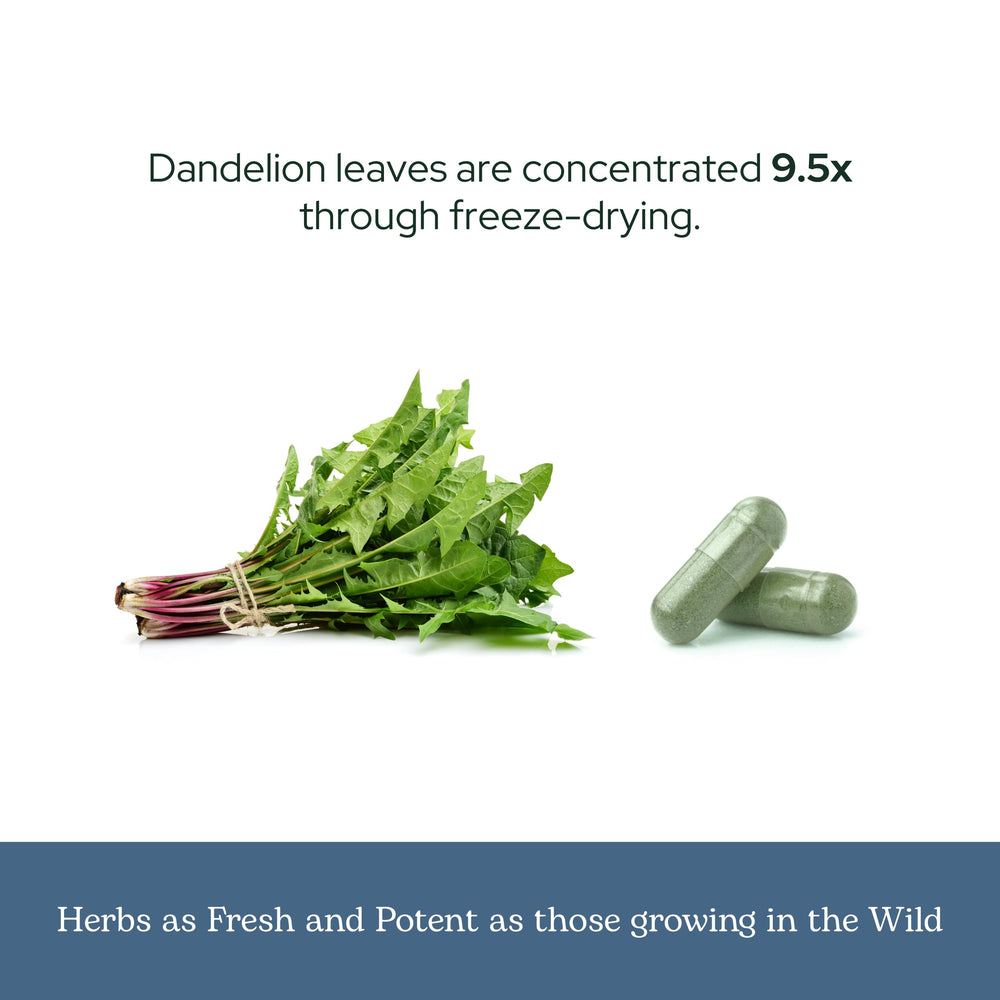 ECLECTIC INSTITUTE Dandelion Leaf Leaves closeup hints at whole herb origin.