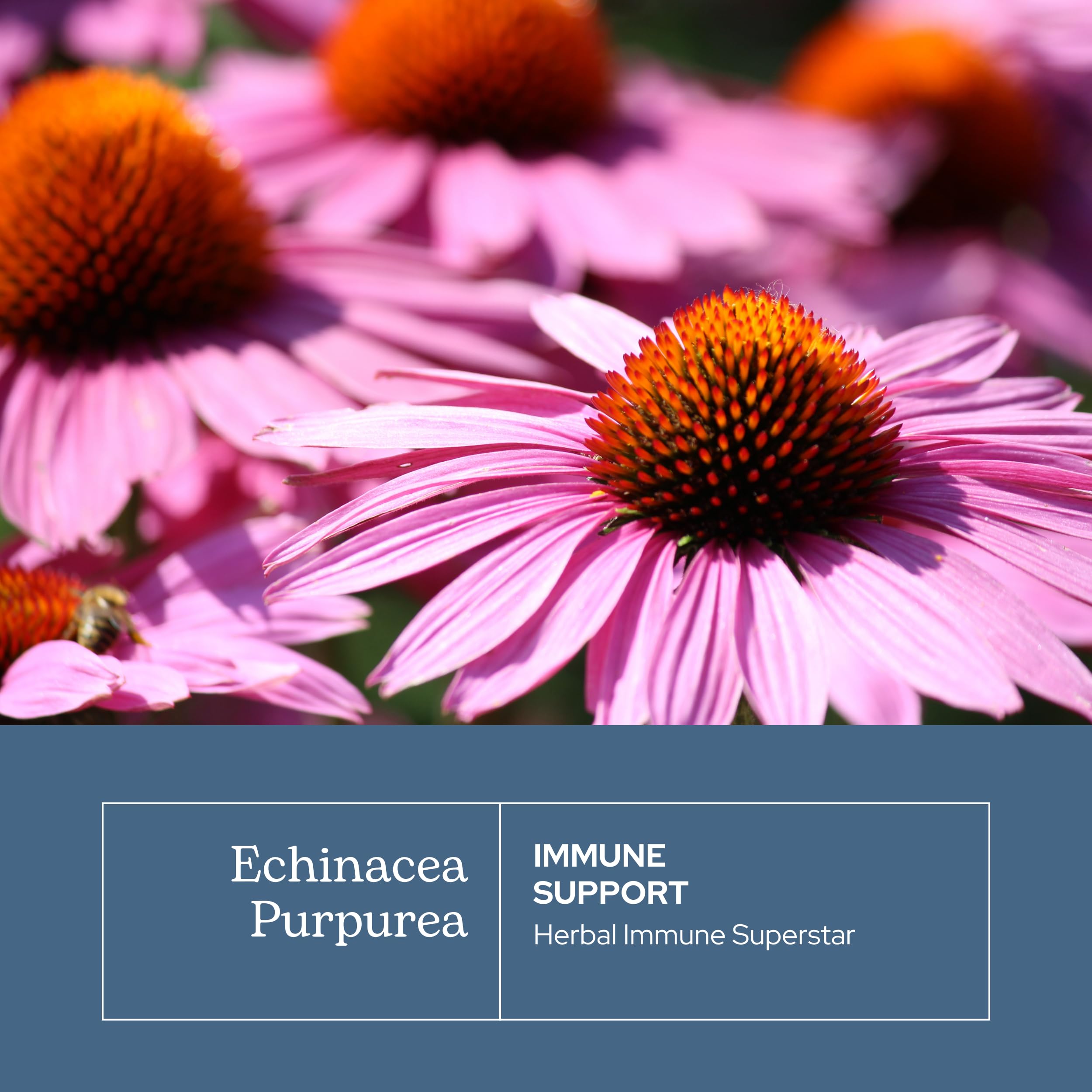 ECLECTIC INSTITUTE freeze-dried echinacea powder packaging preserves nutrients for steady use.