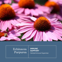 ECLECTIC INSTITUTE freeze-dried echinacea powder packaging preserves nutrients for steady use.