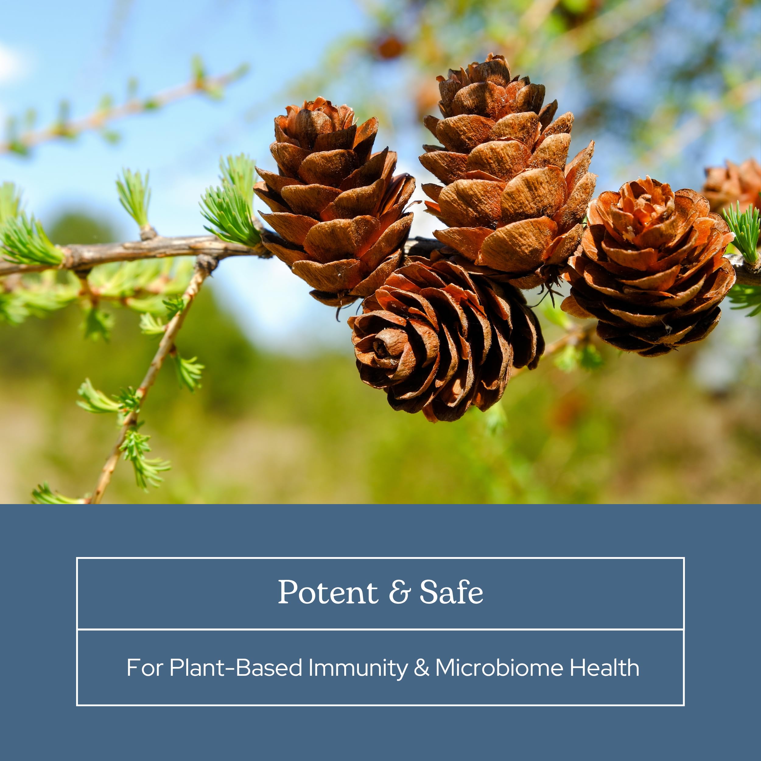 Eclectic Institute Larix label detail emphasizing non-GMO and purity