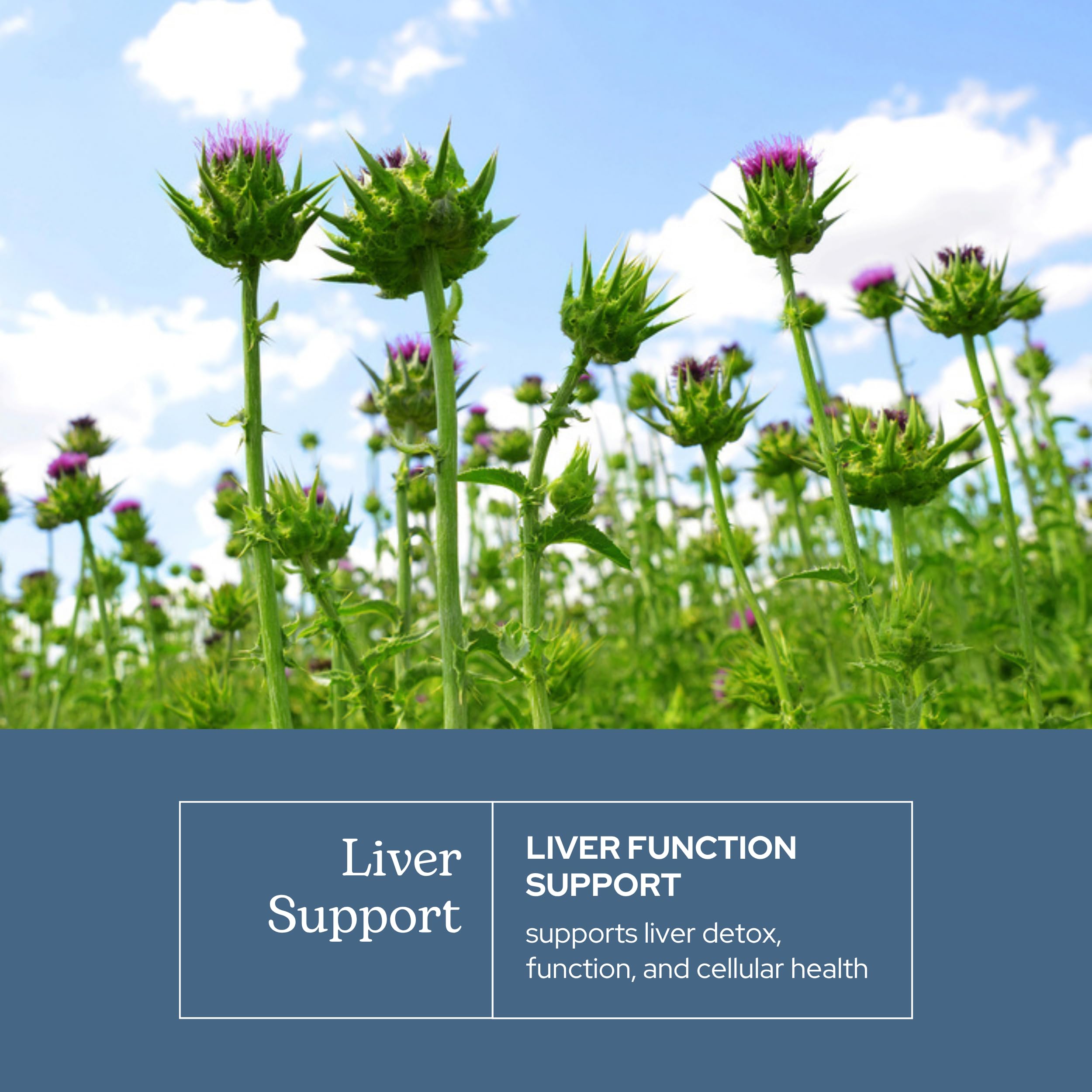 Eclectic Institute liver support bottle closeup showing clean, natural packaging.