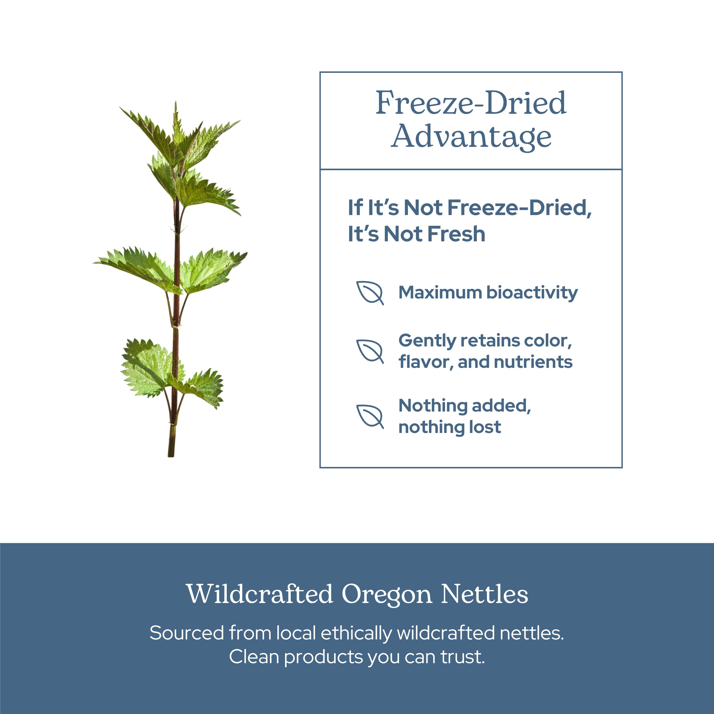 Eclectic Institute nettle leaf capsules dispensing action demonstrates easy daily use.