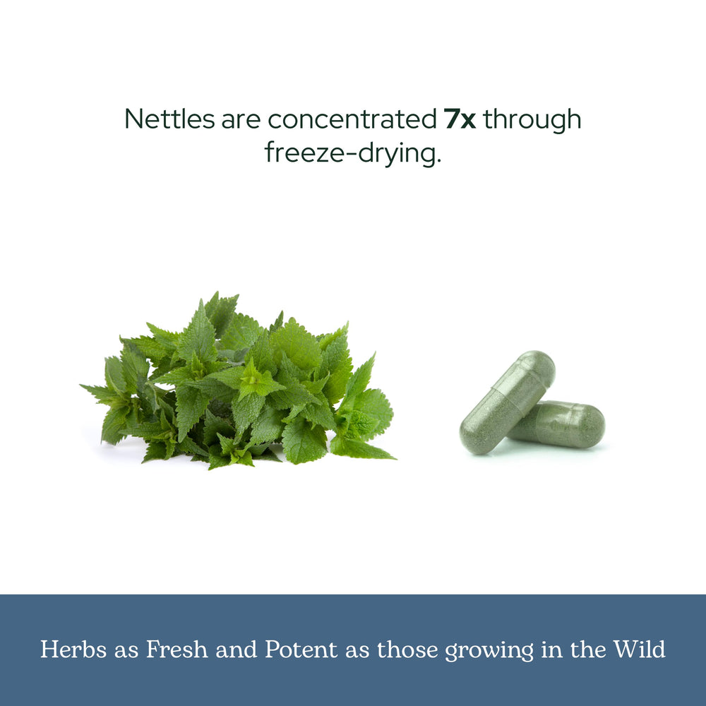 Eclectic Institute nettle leaf capsules from Oregon wild nettles for natural support.