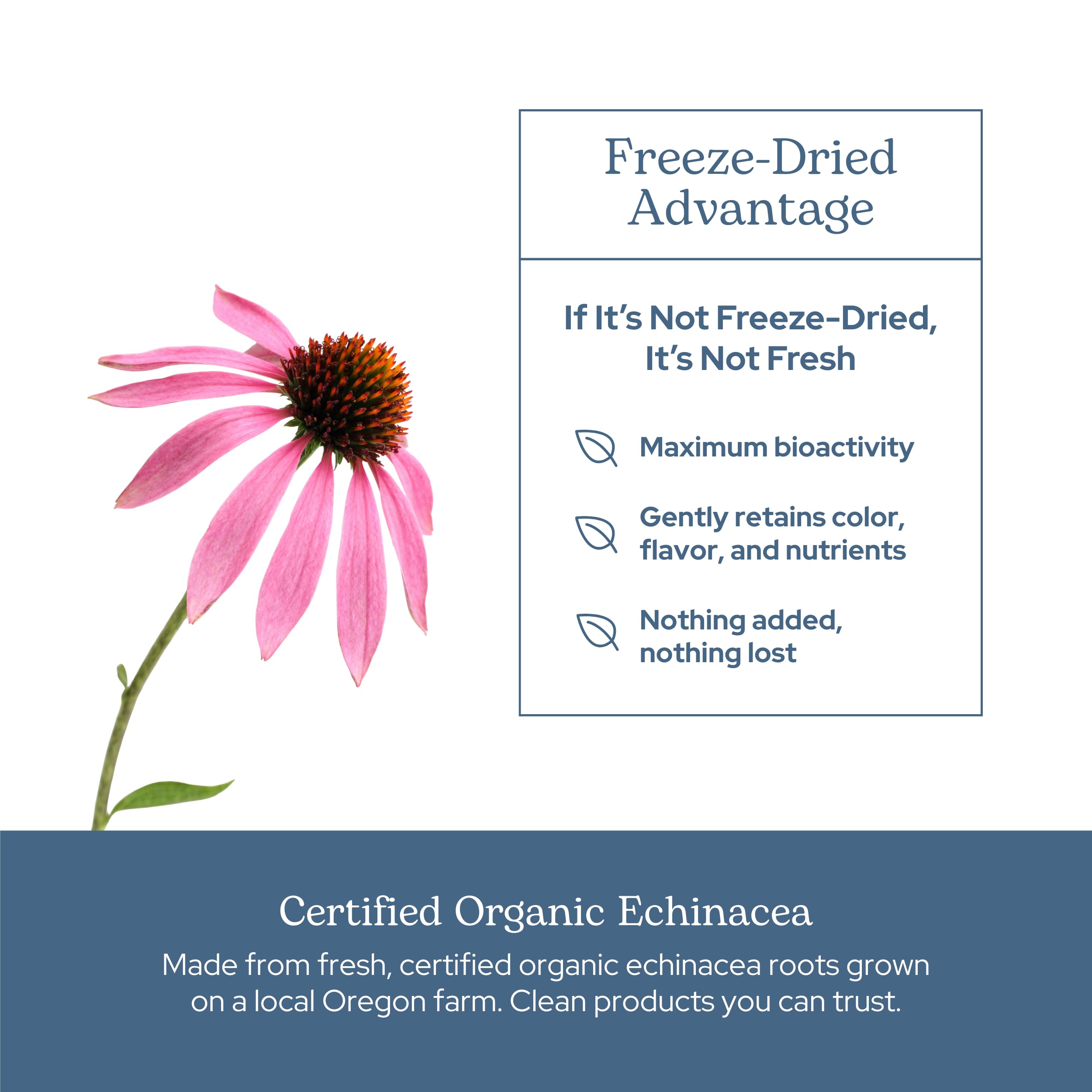 ECLECTIC INSTITUTE small-batch freeze-drying illustrates careful potency preservation.
