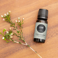 Close-up of Ledum leaves beside Edens Garden essential oil bottle for blending.