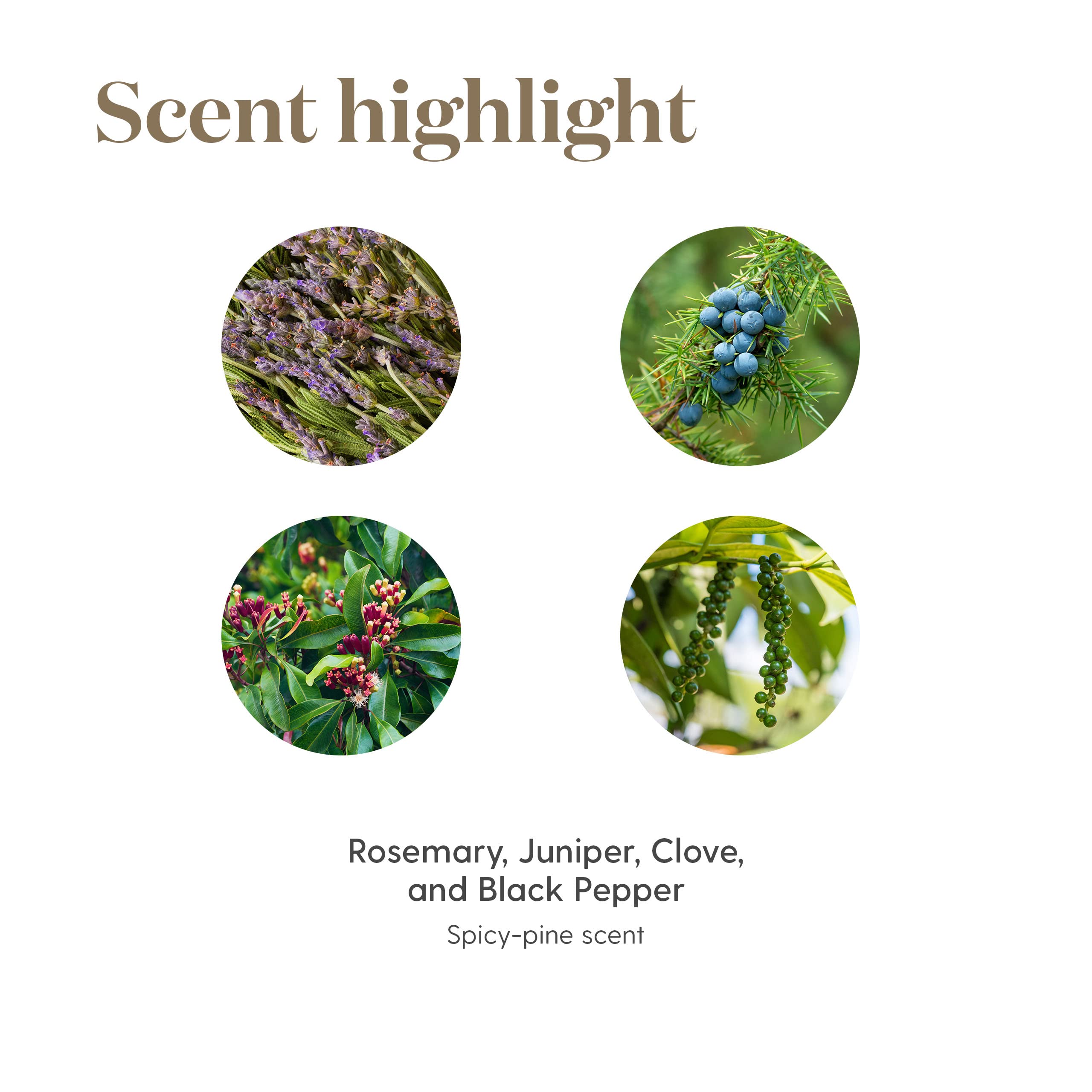 En-R-Gee diffuser releasing uplifting scent in a cozy space