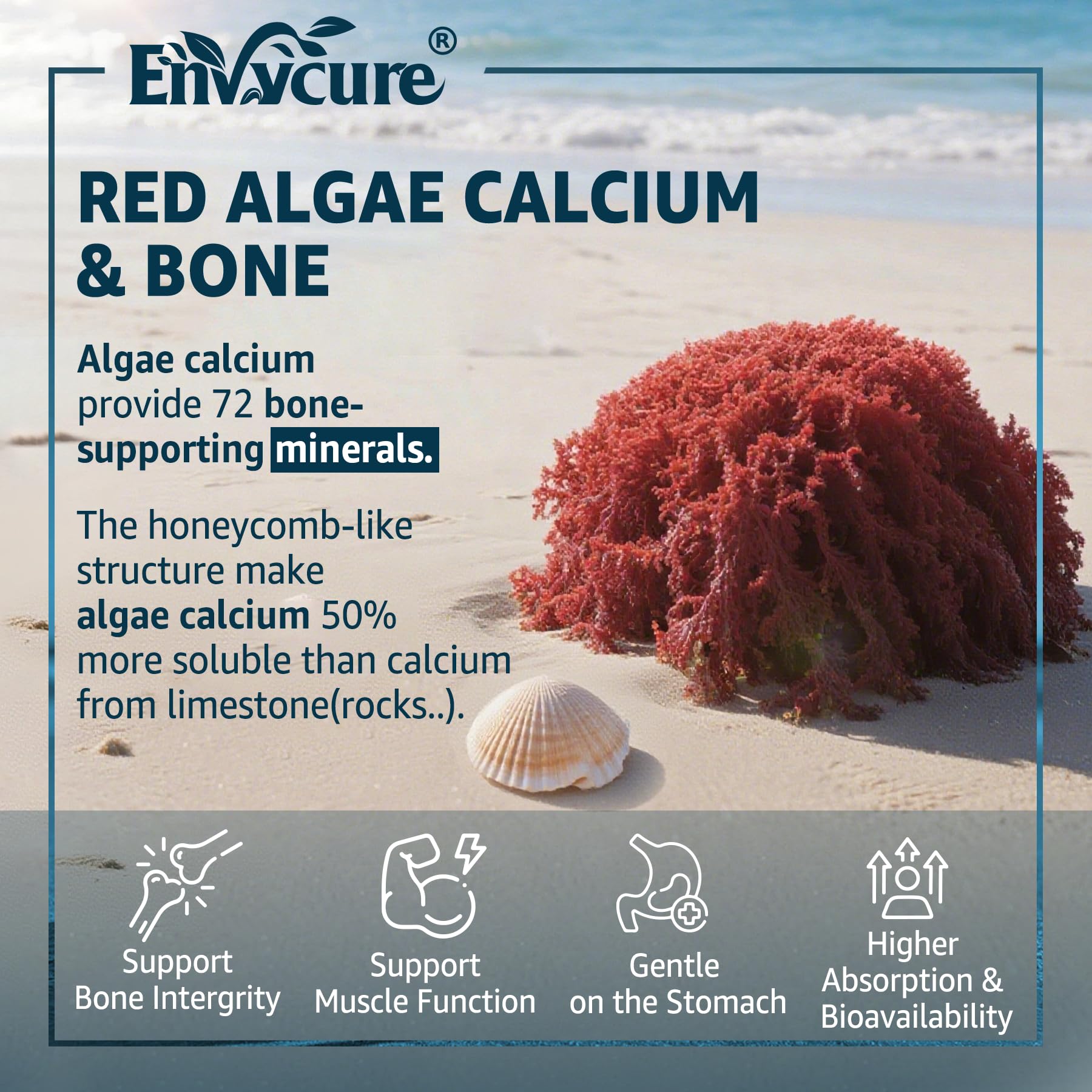 Ingredient panel featuring ocean algae calcium and minerals with EnvyCure