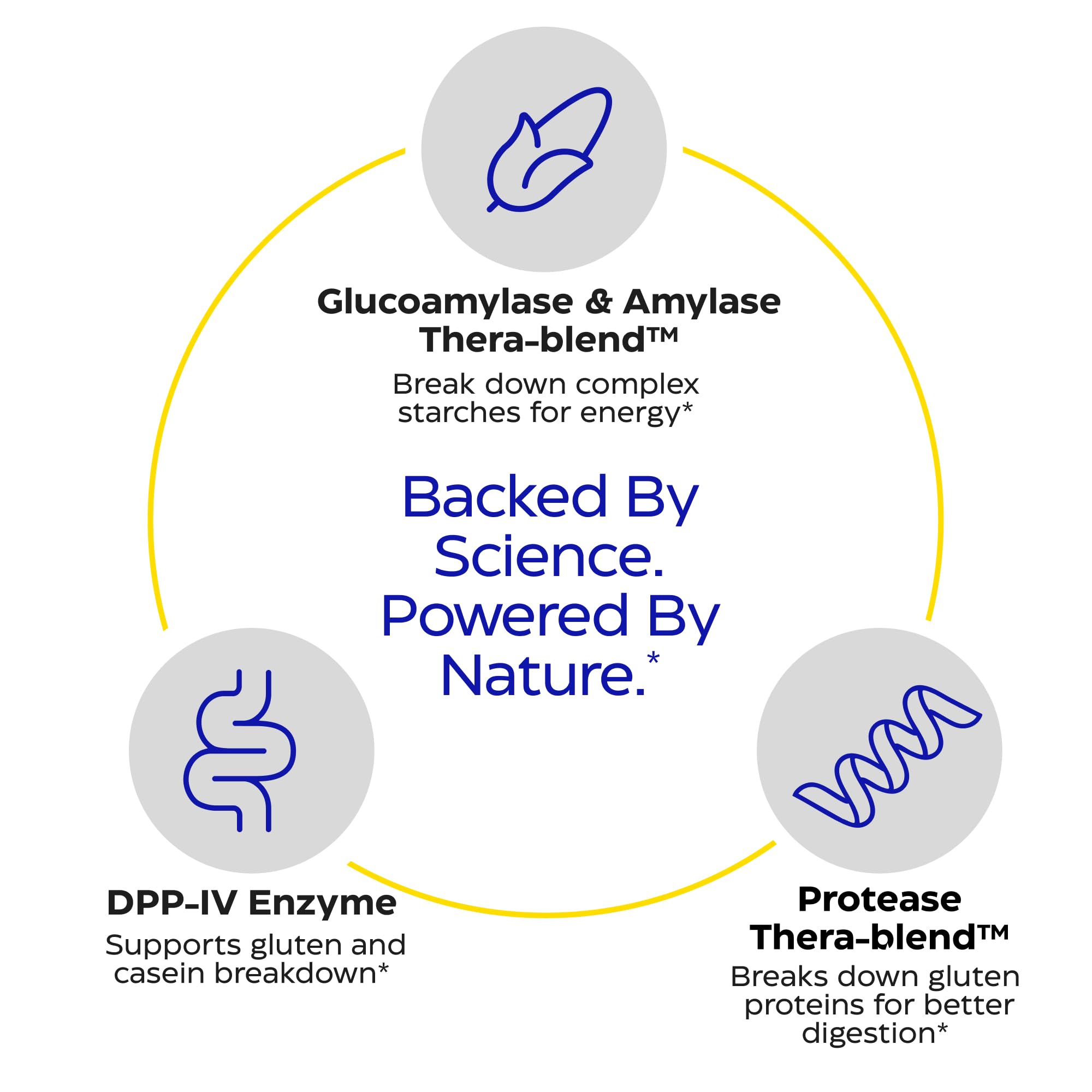 Enzymedica GlutenEase digestible process visual shows enzyme action across pH levels