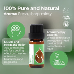 Mentha arvensis leaves and Essences Bulgaria oil highlighting botanical origin