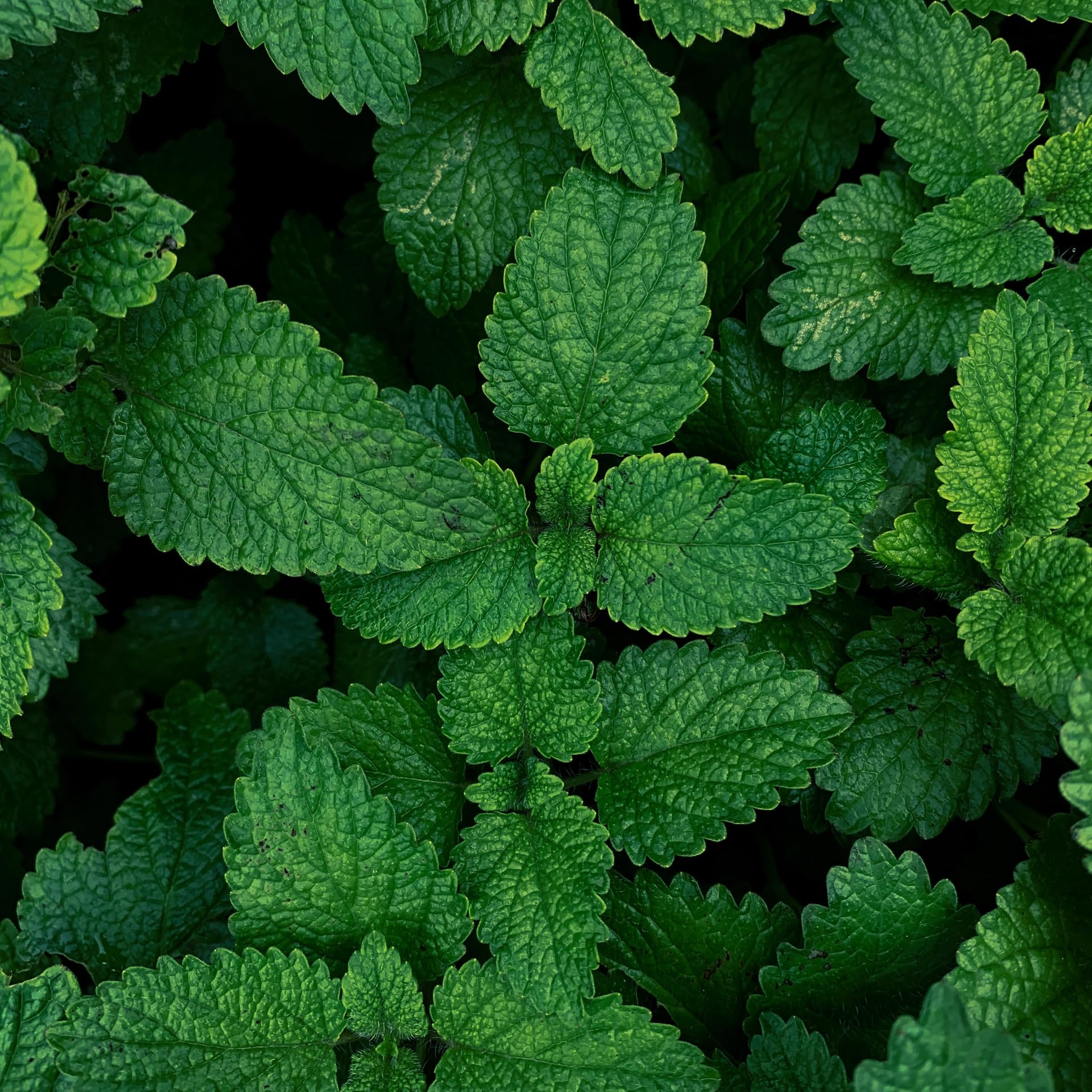 Bulgarian origin scene showcasing premium mint essential oil from Essences Bulgaria
