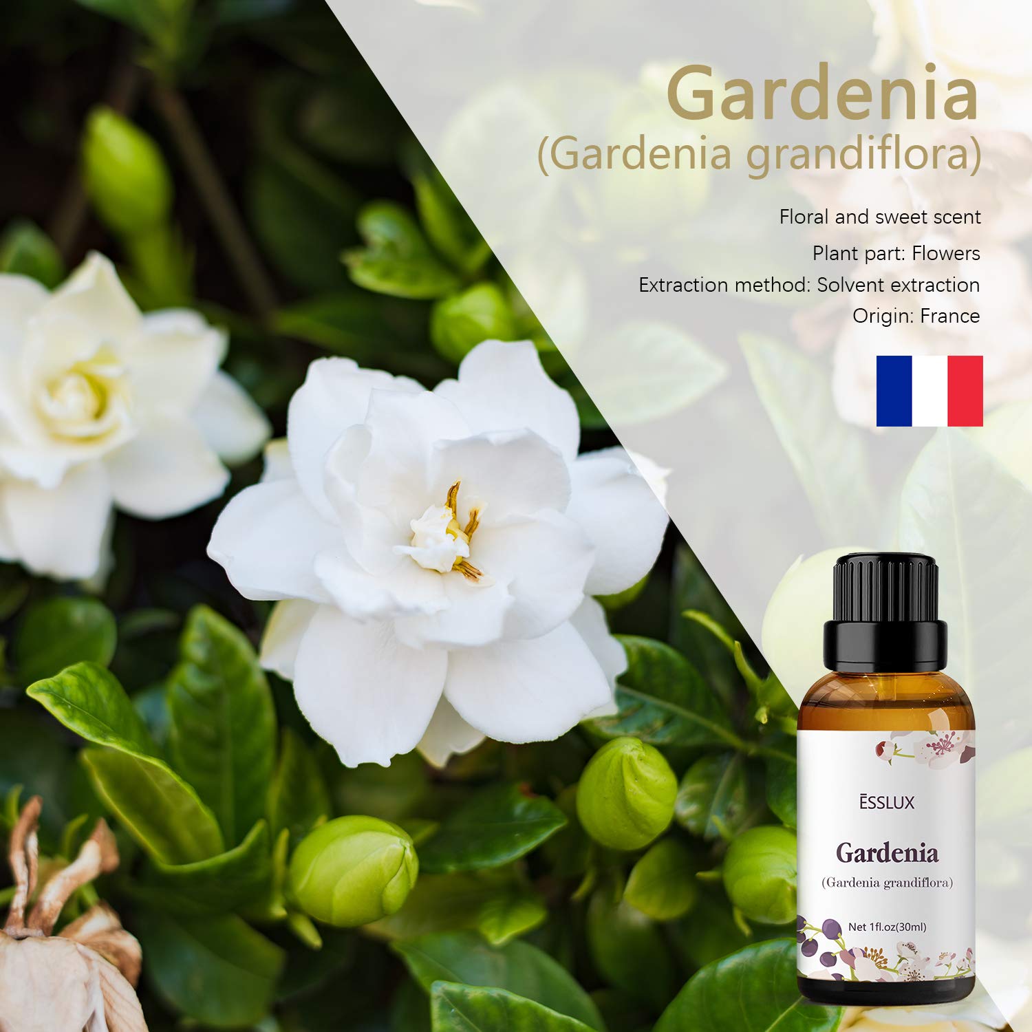 Esslux Gardenia oil in diffuser for a calming floral ambience