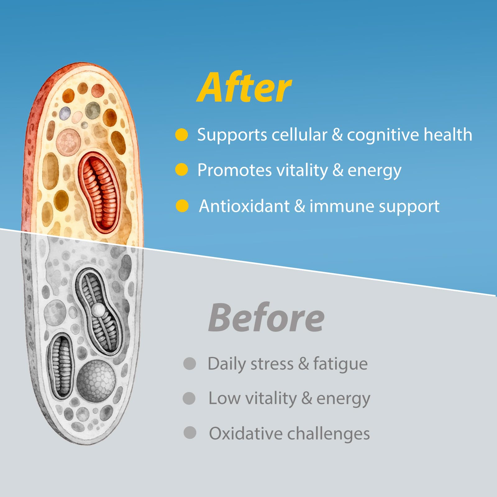 Etzion Klotho Mega Support bottle with a glass of water for easy daily dosage.
