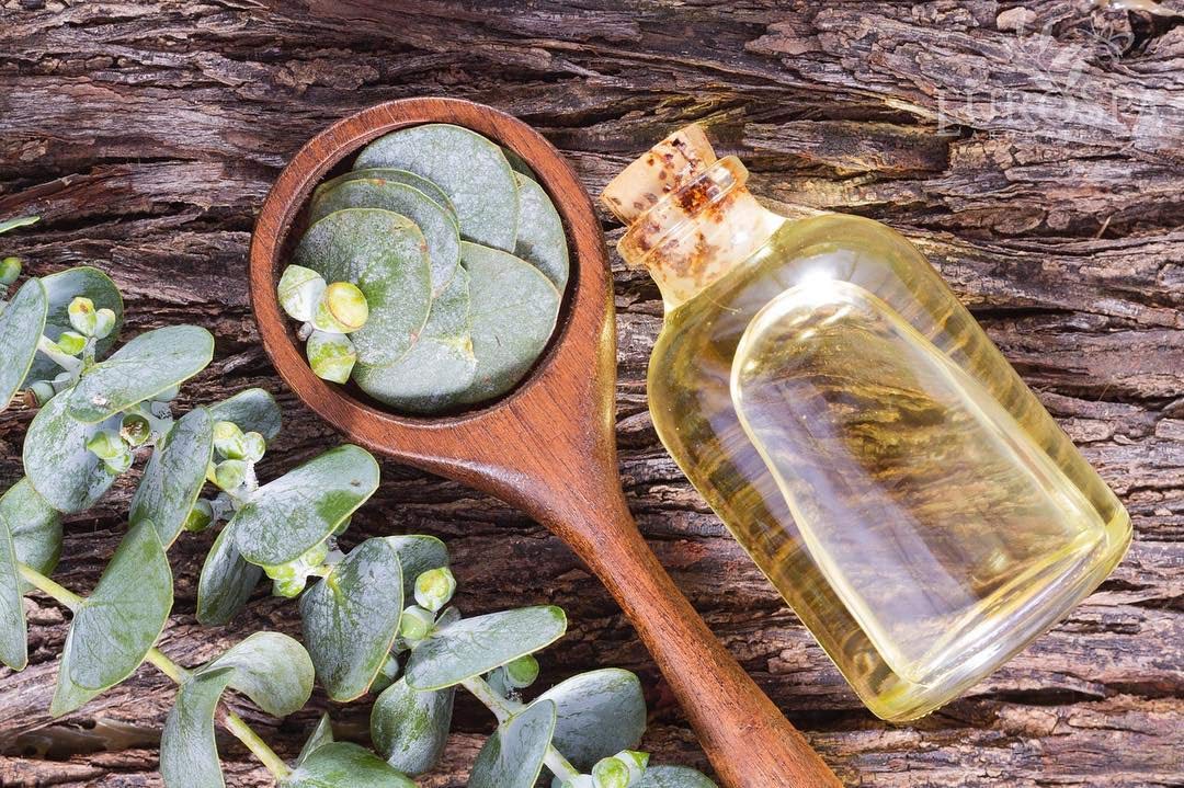 Invigorating aroma cloud in shower creates spa-like atmosphere with EuroSpa eucalyptus