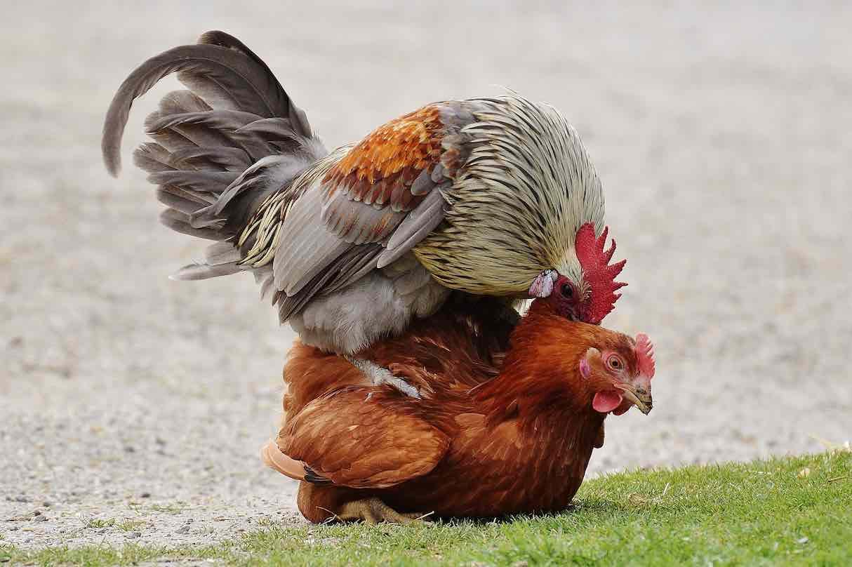 Farmalab B12 B15 for Roosters dosage infographic illustrating simple administration.