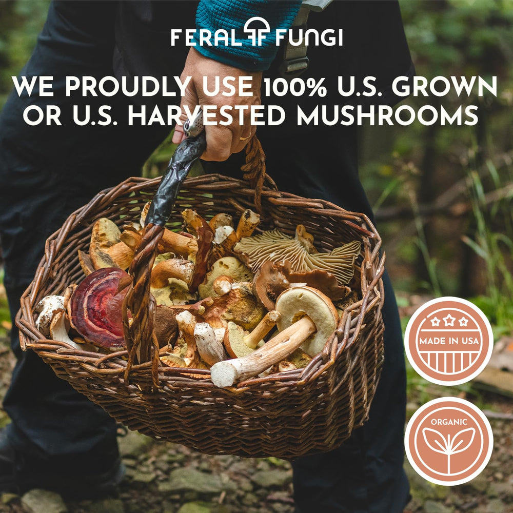 Feral Fungi Myco-Vitality farm to tincture journey from harvest to bottle.