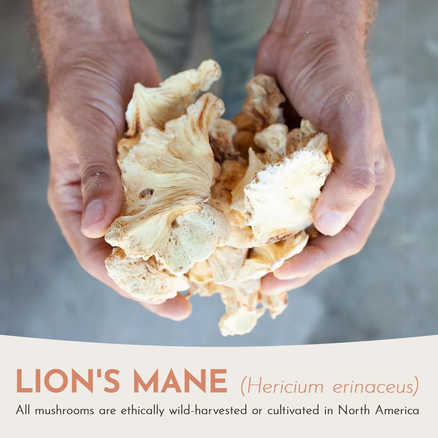 Feral Fungi Lion's Mane tincture dosage-measure demonstrates accurate servings