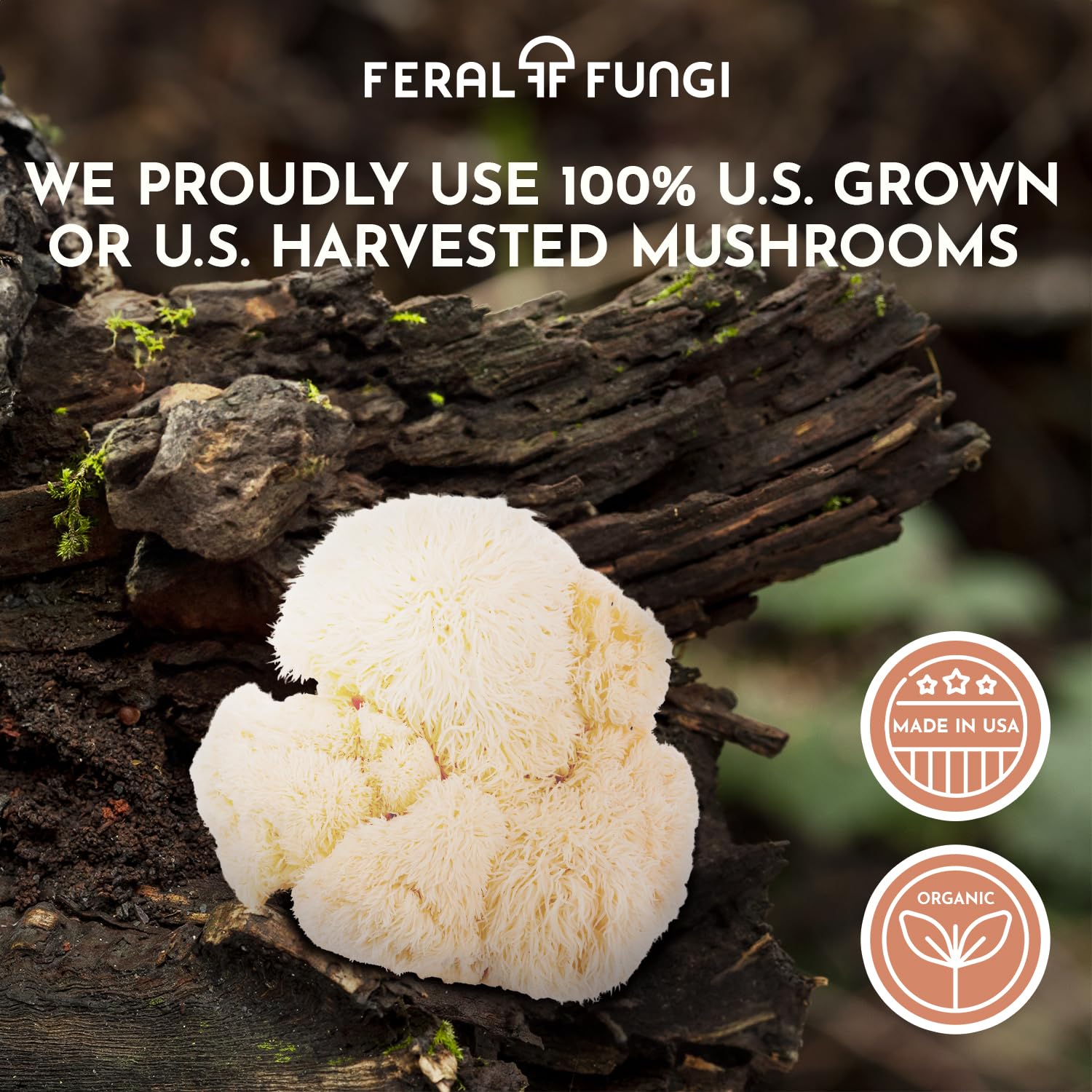 Feral Fungi Lion's Mane tincture shelf-display suggests trusted daily use