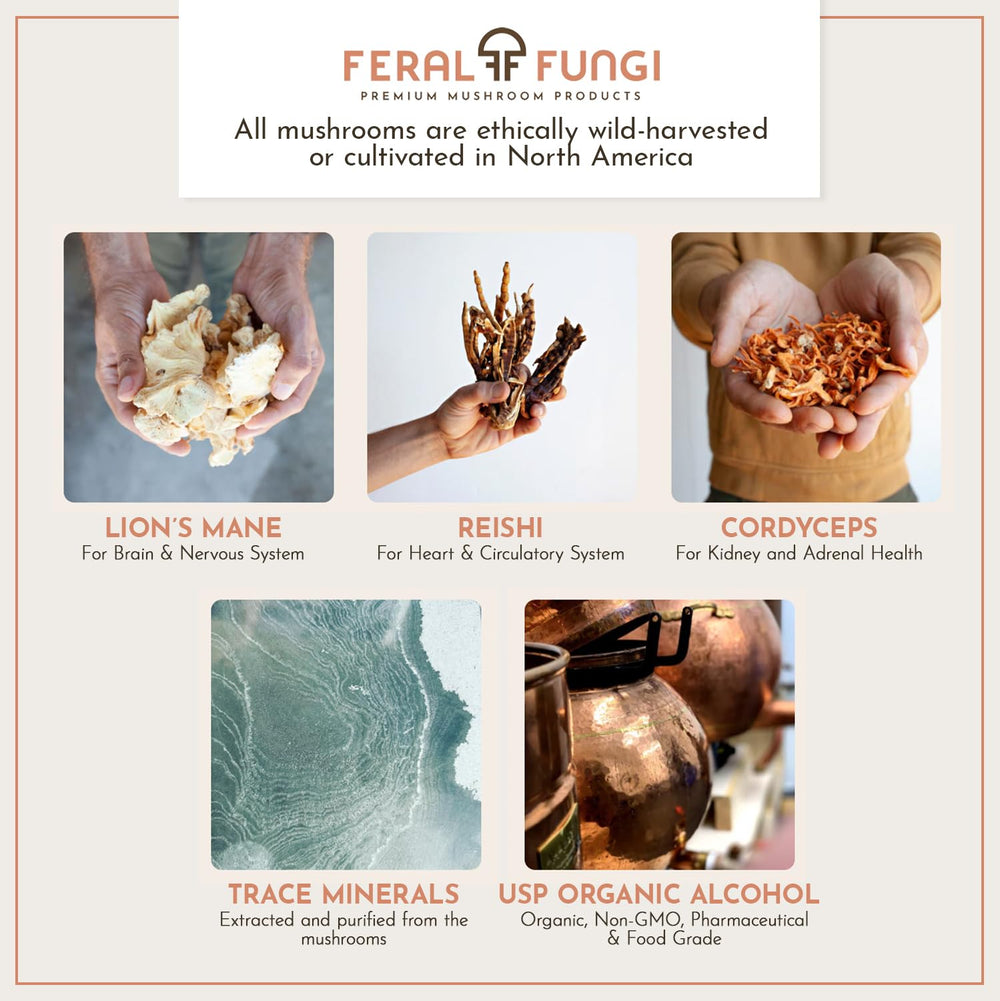 Feral Fungi Myco-Clarity bottle on desk supports quick clarity during work