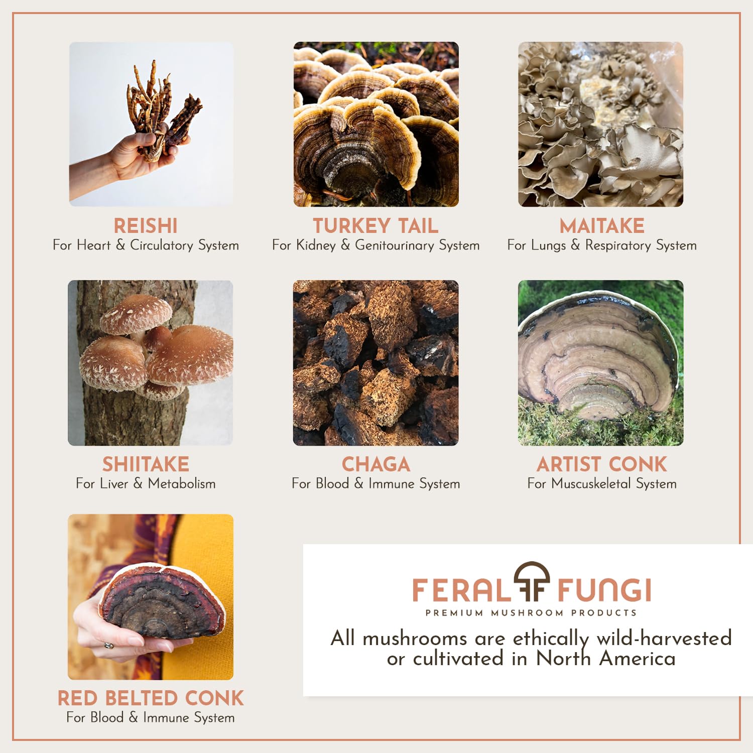 Feral Fungi Myco-Vitality produced in small batches for quality control.