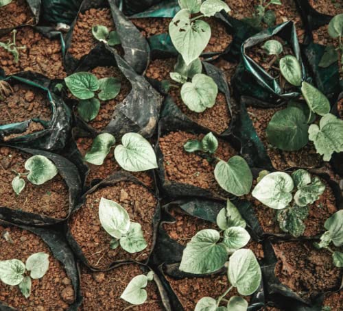 FijiKava earthy-bitter taste profile appeals to kava enthusiasts.