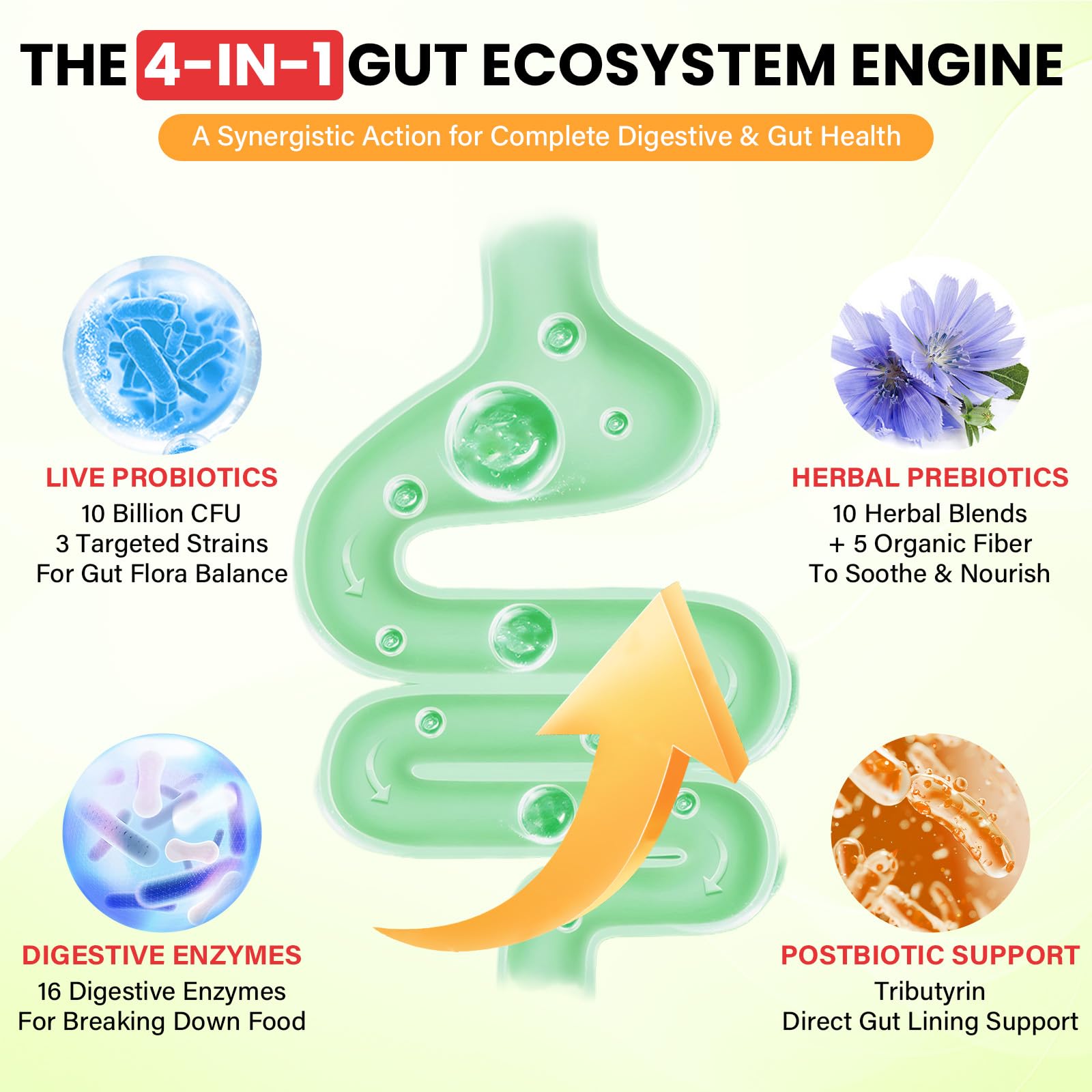 Fletorra Probiotics Gummies ingredients panel showing prebiotics and enzymes